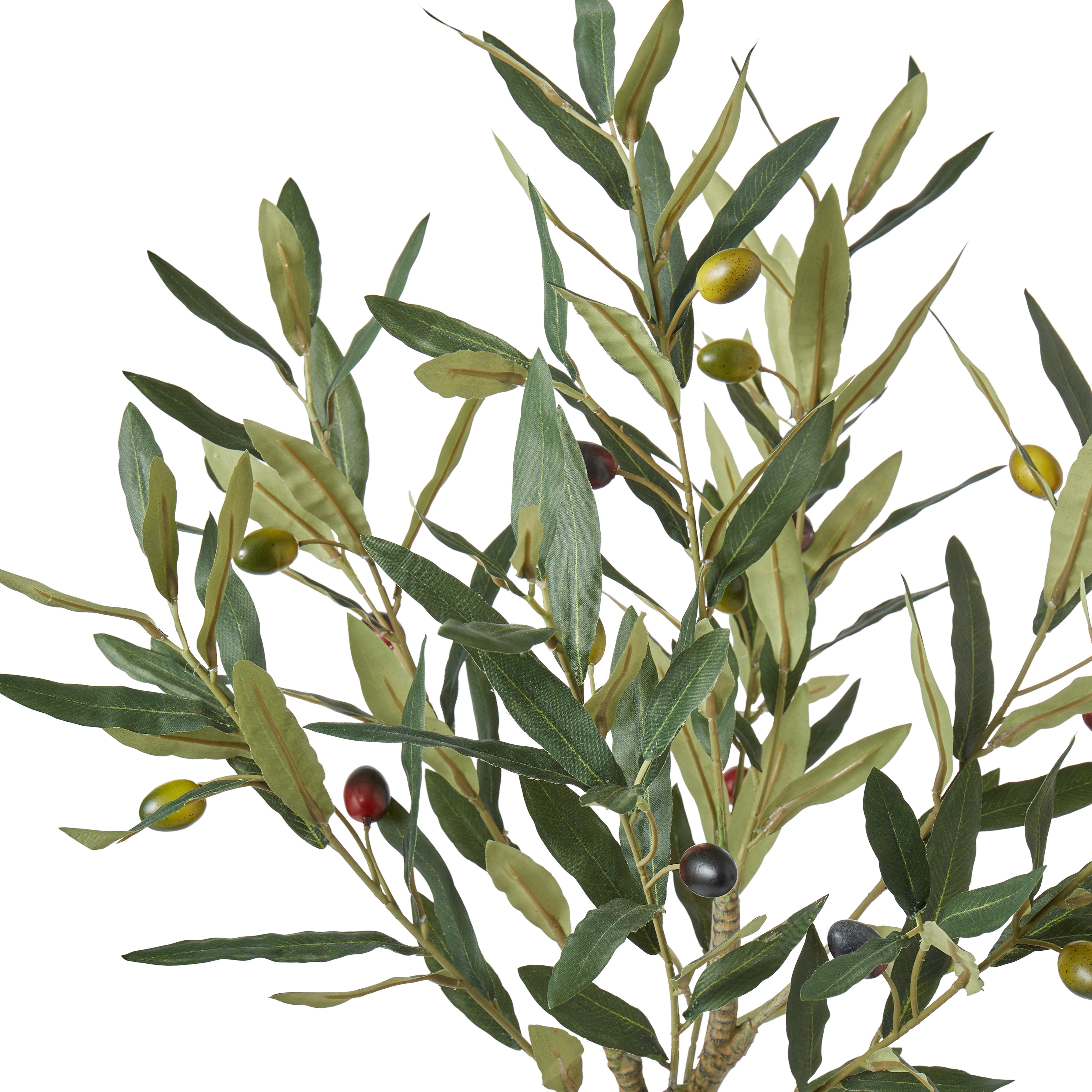 Rogue Olive Tree 60cm