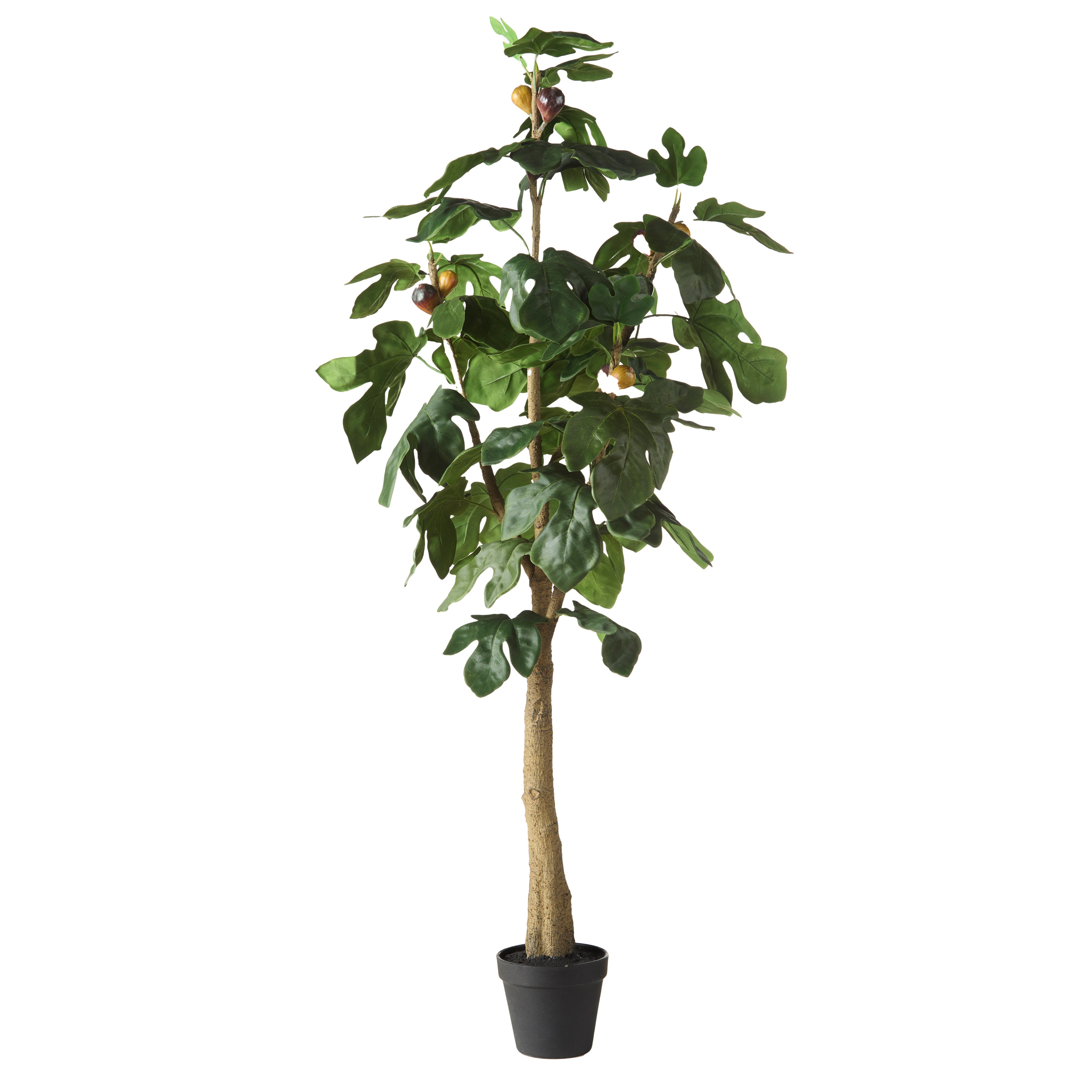Rogue Fig Tree - Garden Pot 120cm