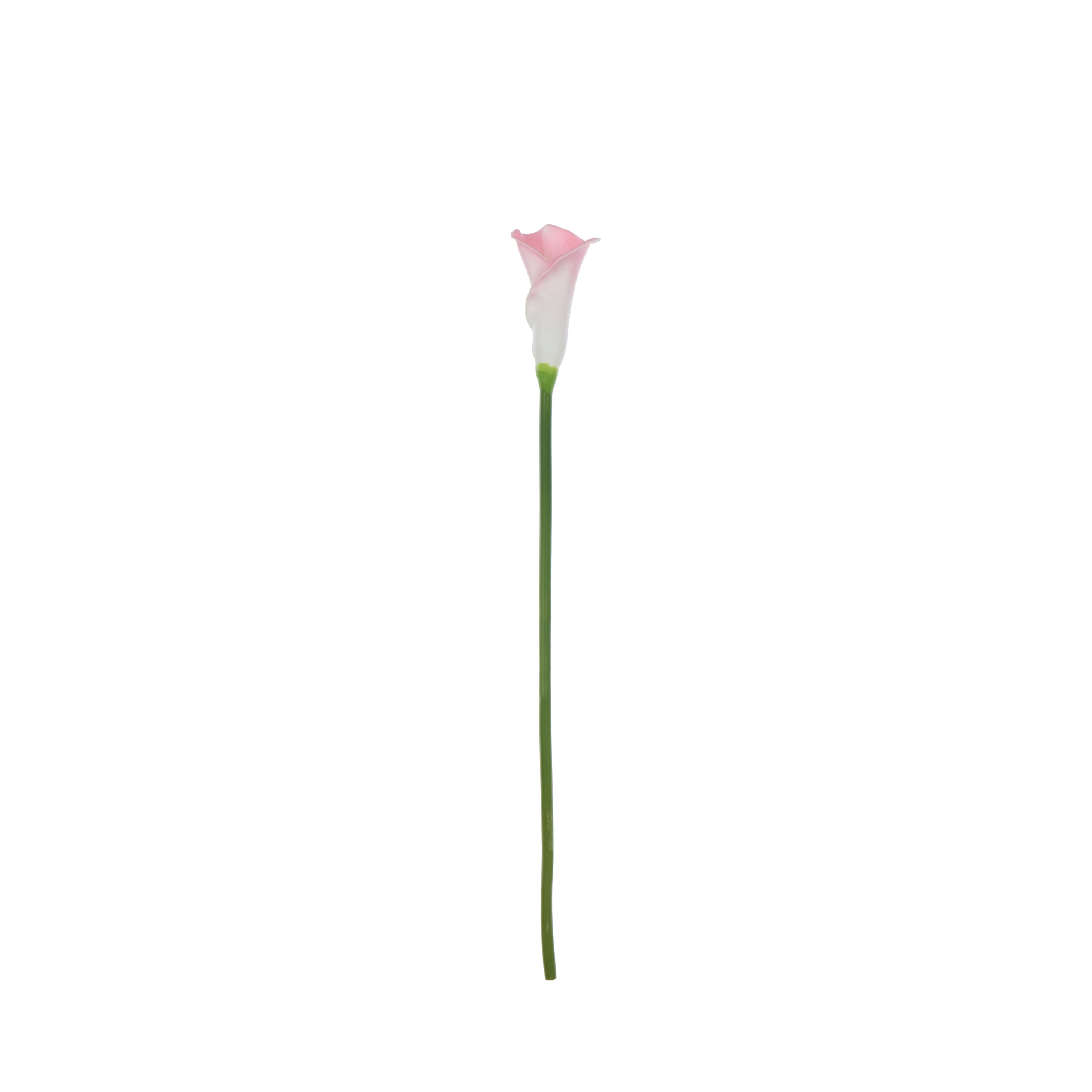 Rogue Calla Lily Stem