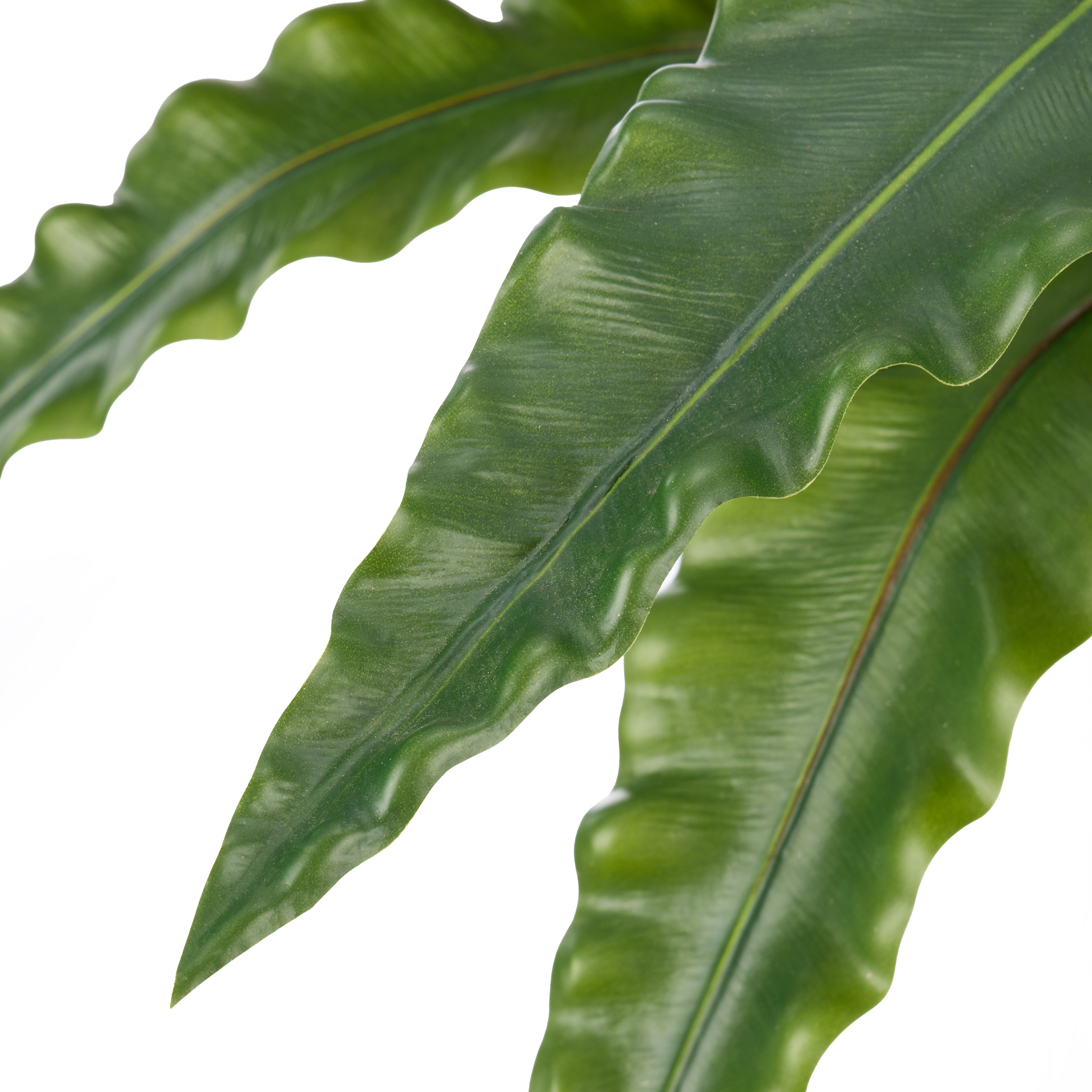 Rogue Bird's Nest Fern 105x105x60cm