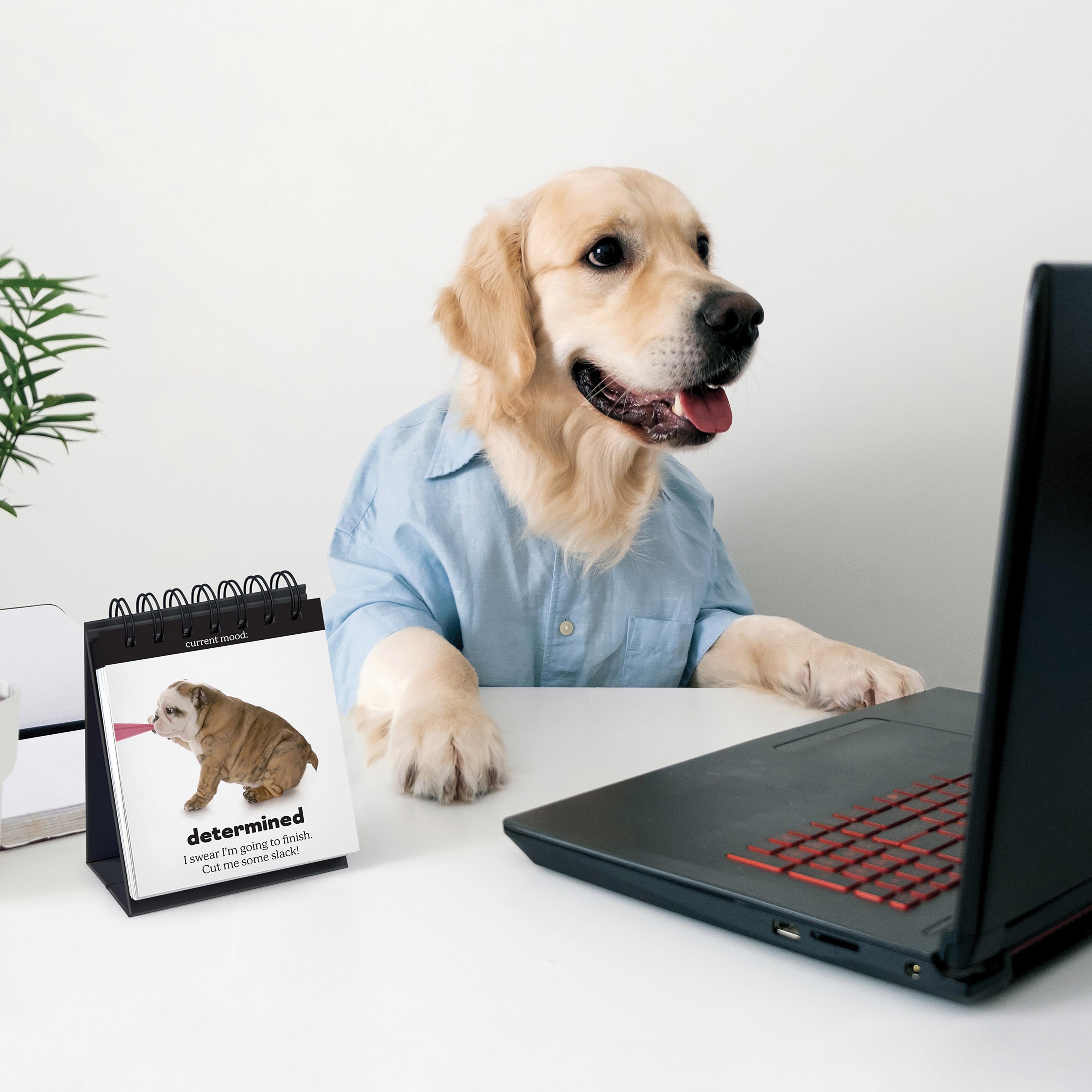 Fred Daily Doggo Desktop Flip Book Multi-Coloured