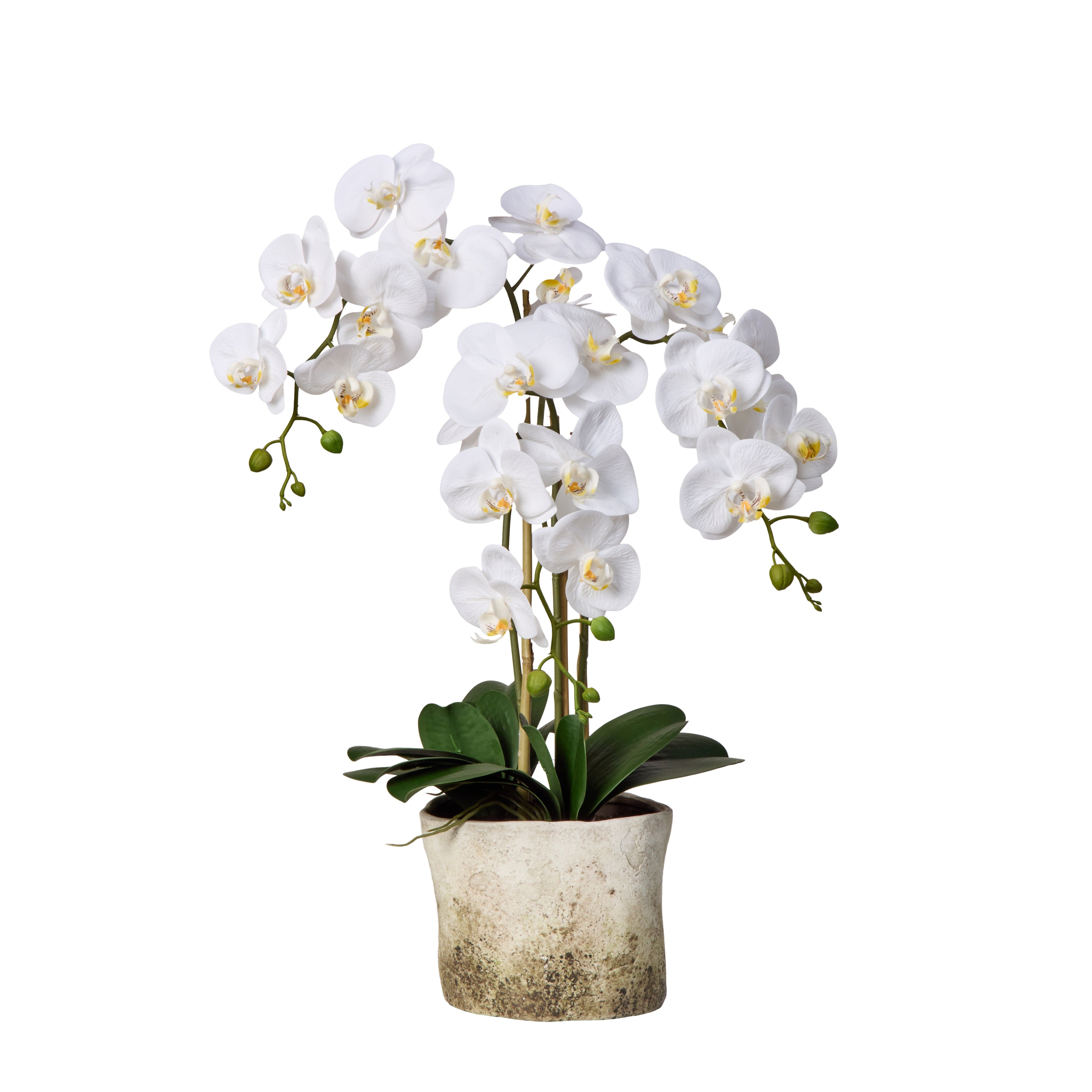 Rogue Phalaenopsis Plant - Edith Pot 65cm