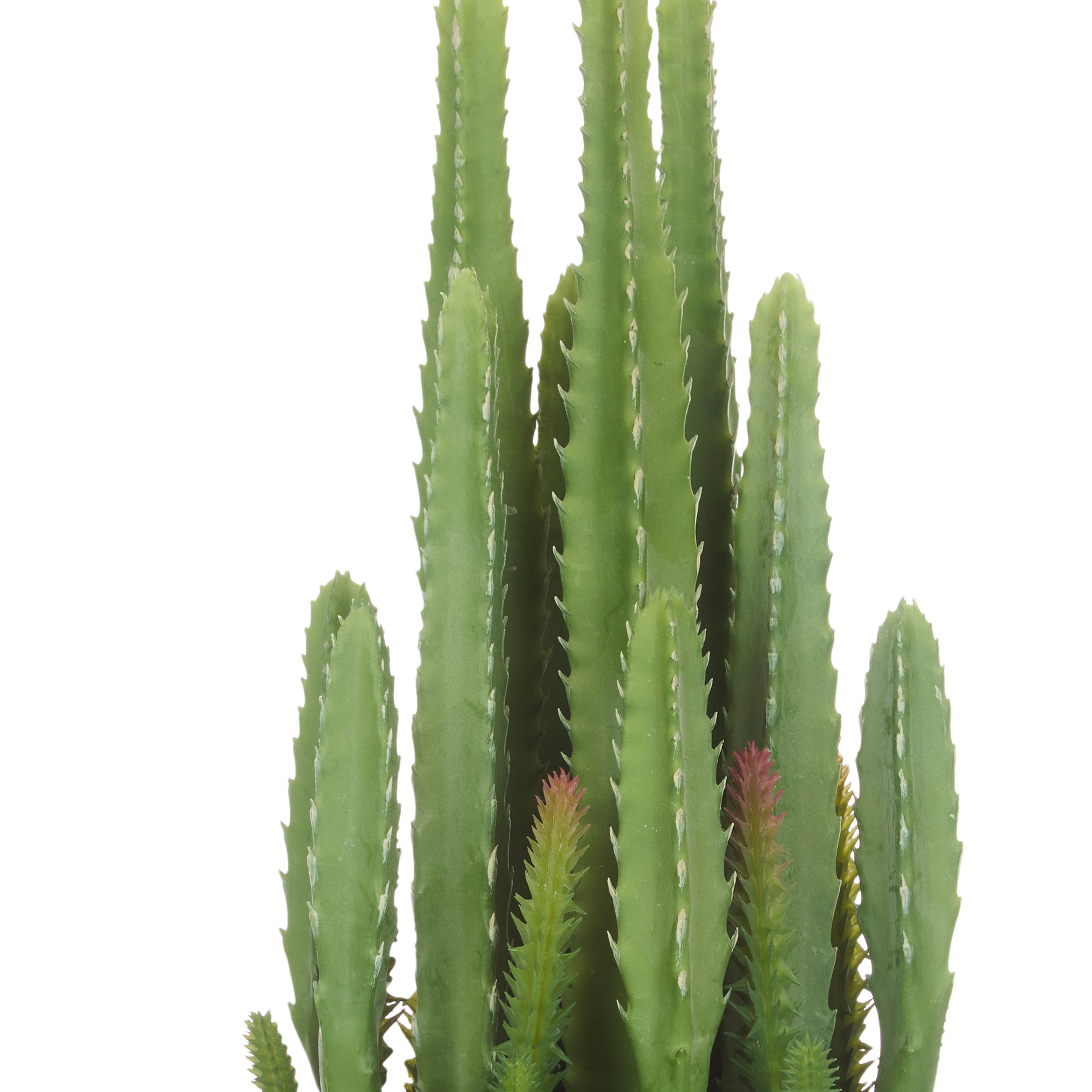 Rogue Fairy Castle Cactus