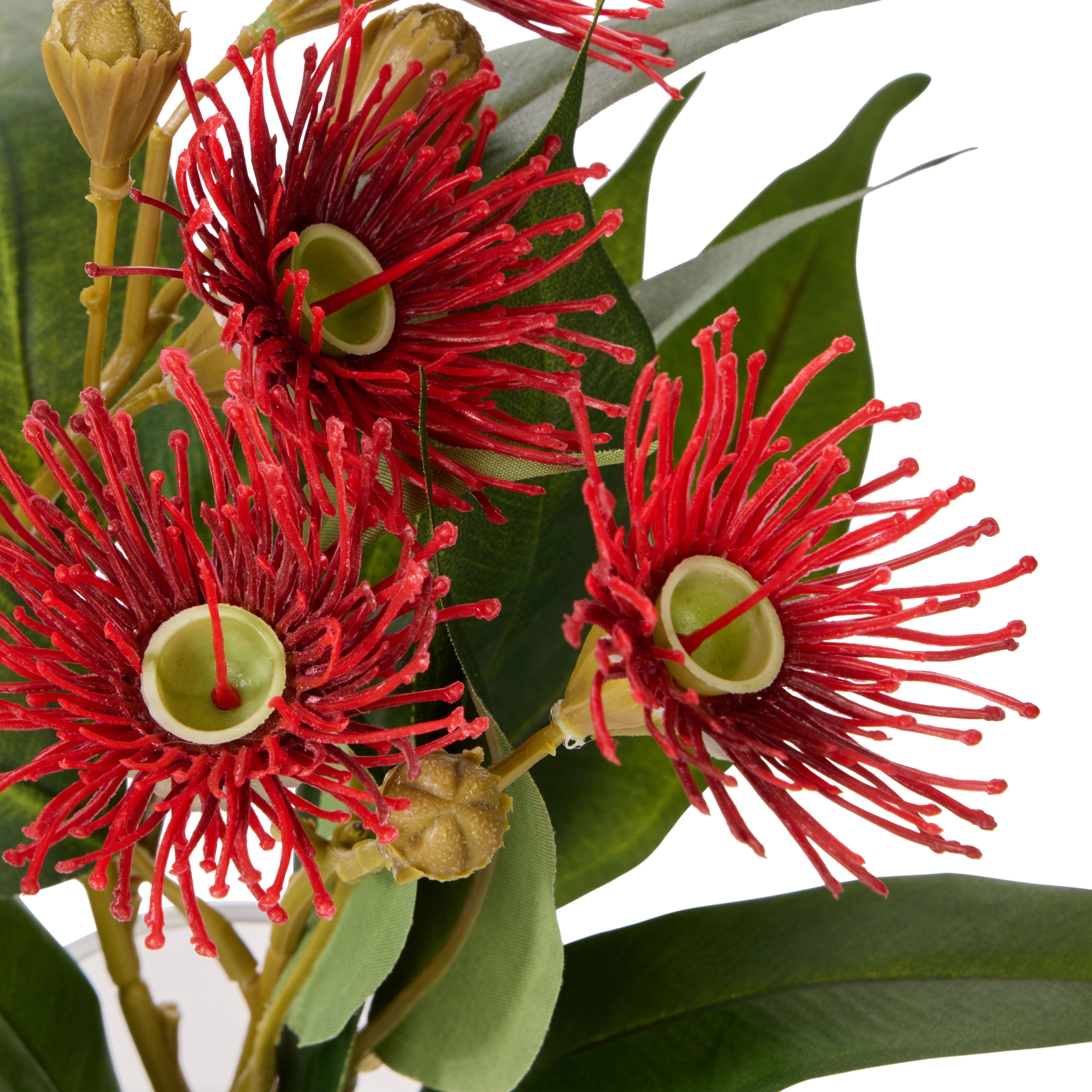 Rogue Flowering Eucalyptus - Sphere Red & Green