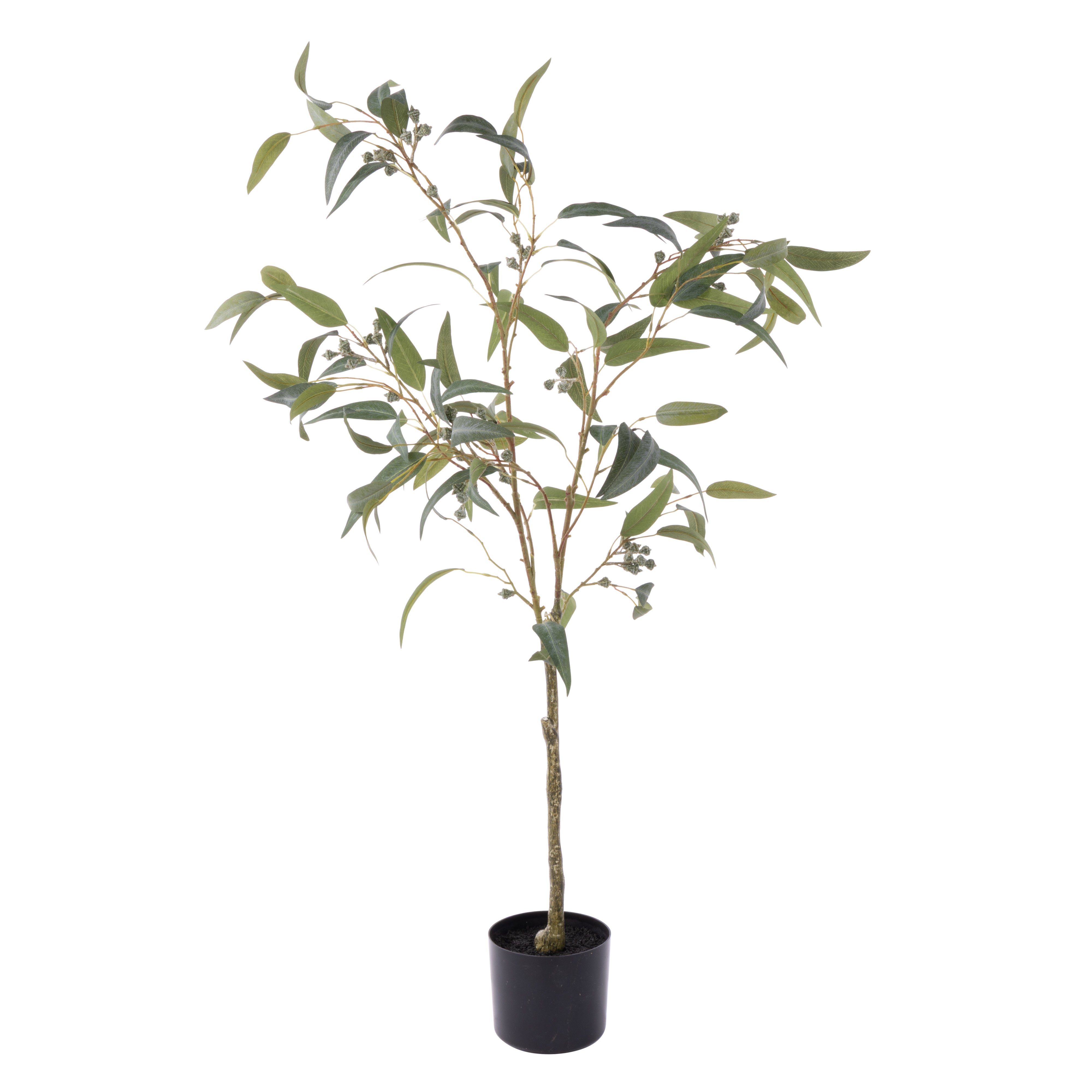 Rogue Eucalyptus Gumnut Tree - Garden Pot 120cm