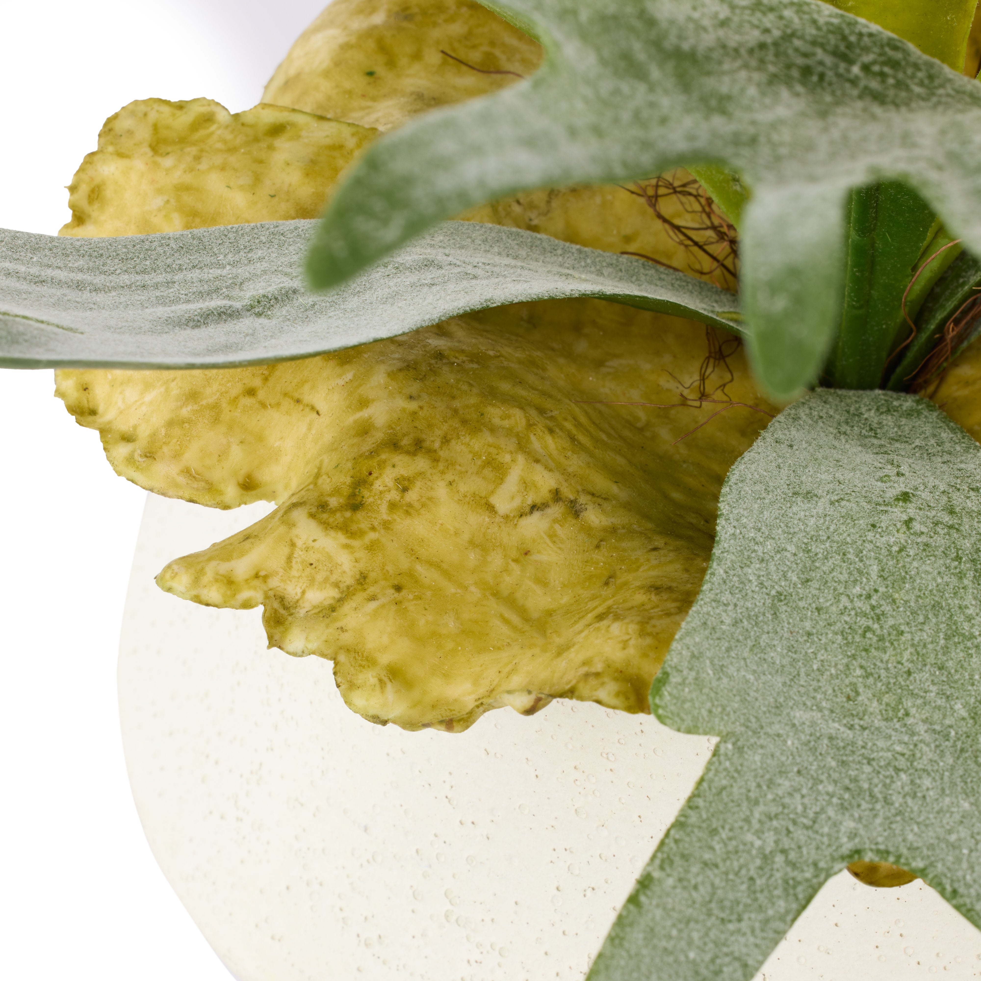 Rogue Staghorn Fern - Maliah Pot