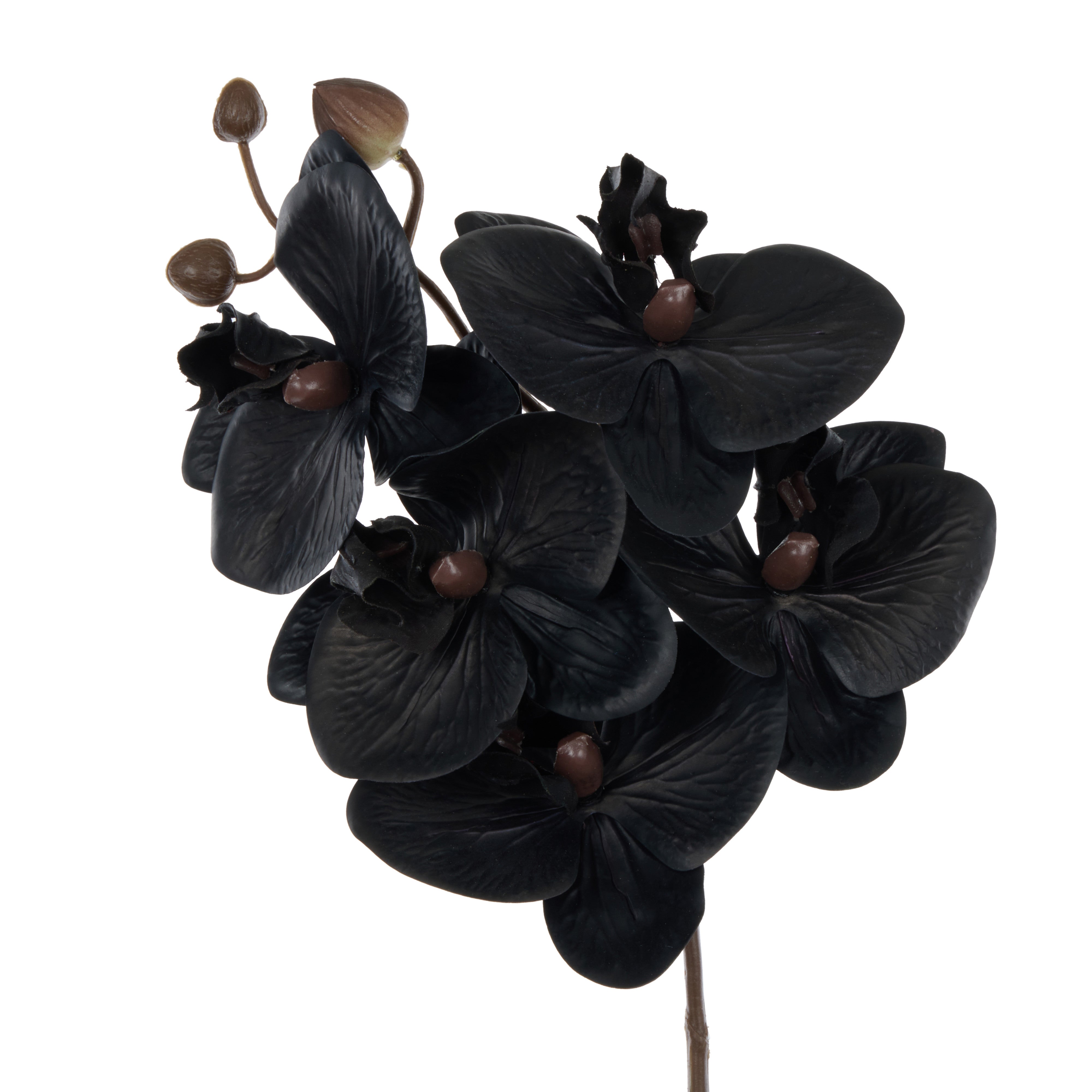 Rogue Phalaenopsis Stem Black 56cm