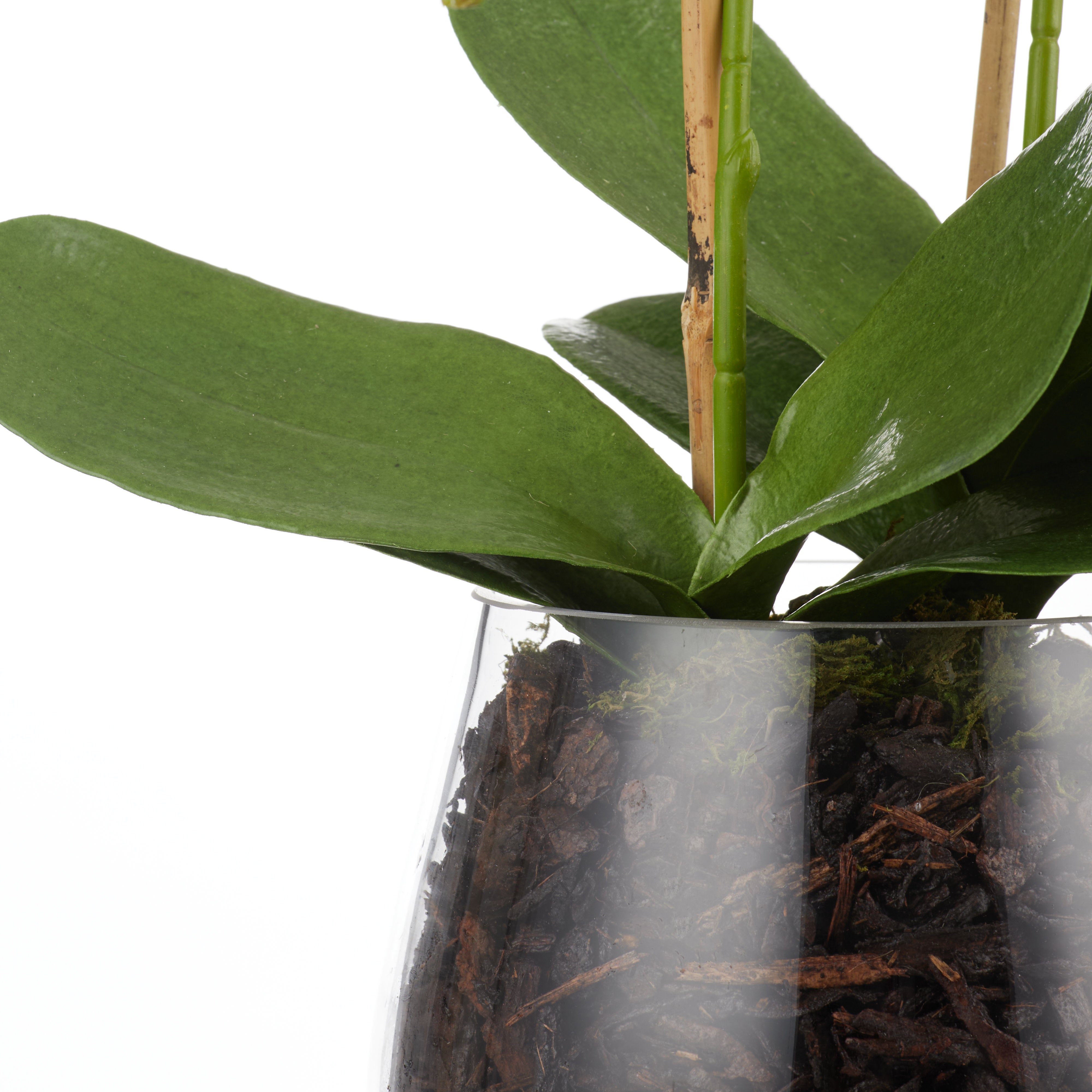 Rogue Phalaenopsis Stem - Classic Bowl 56cm