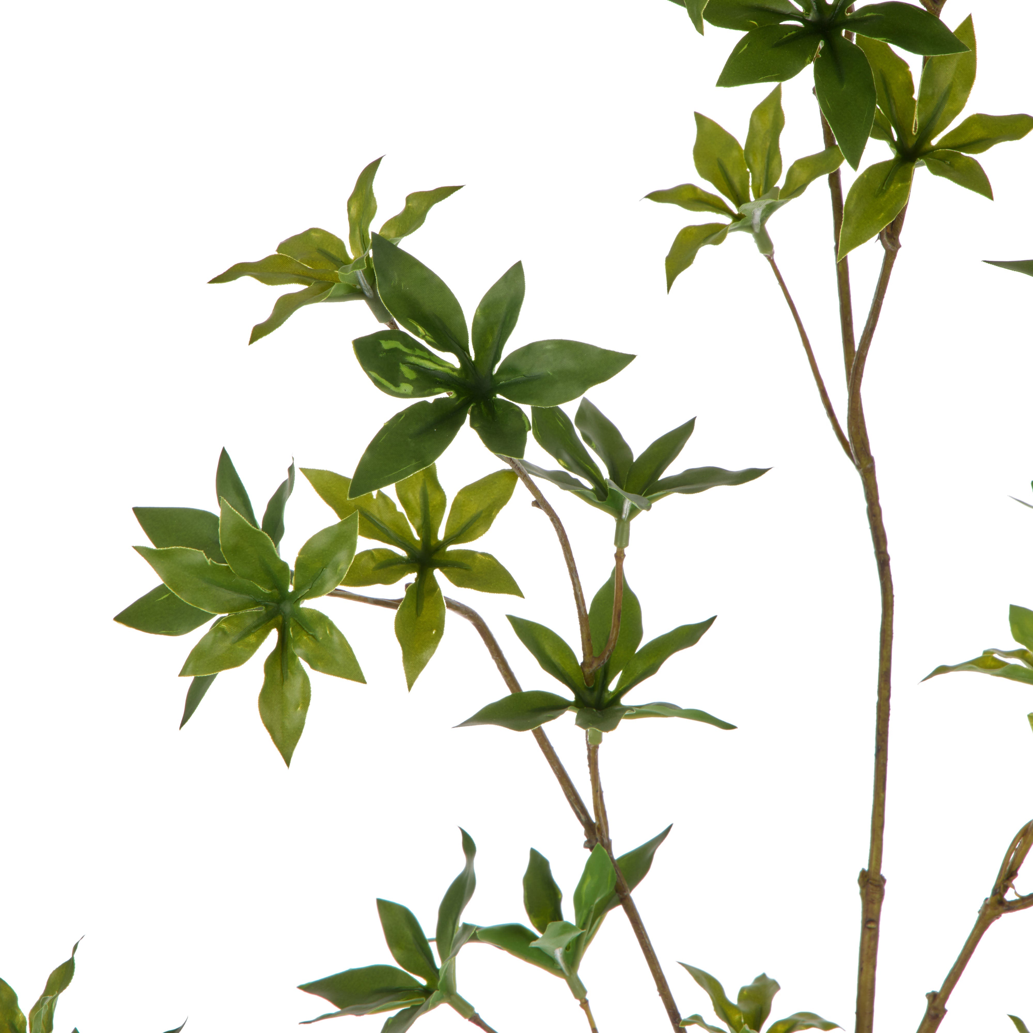 Rogue Azalea Spray