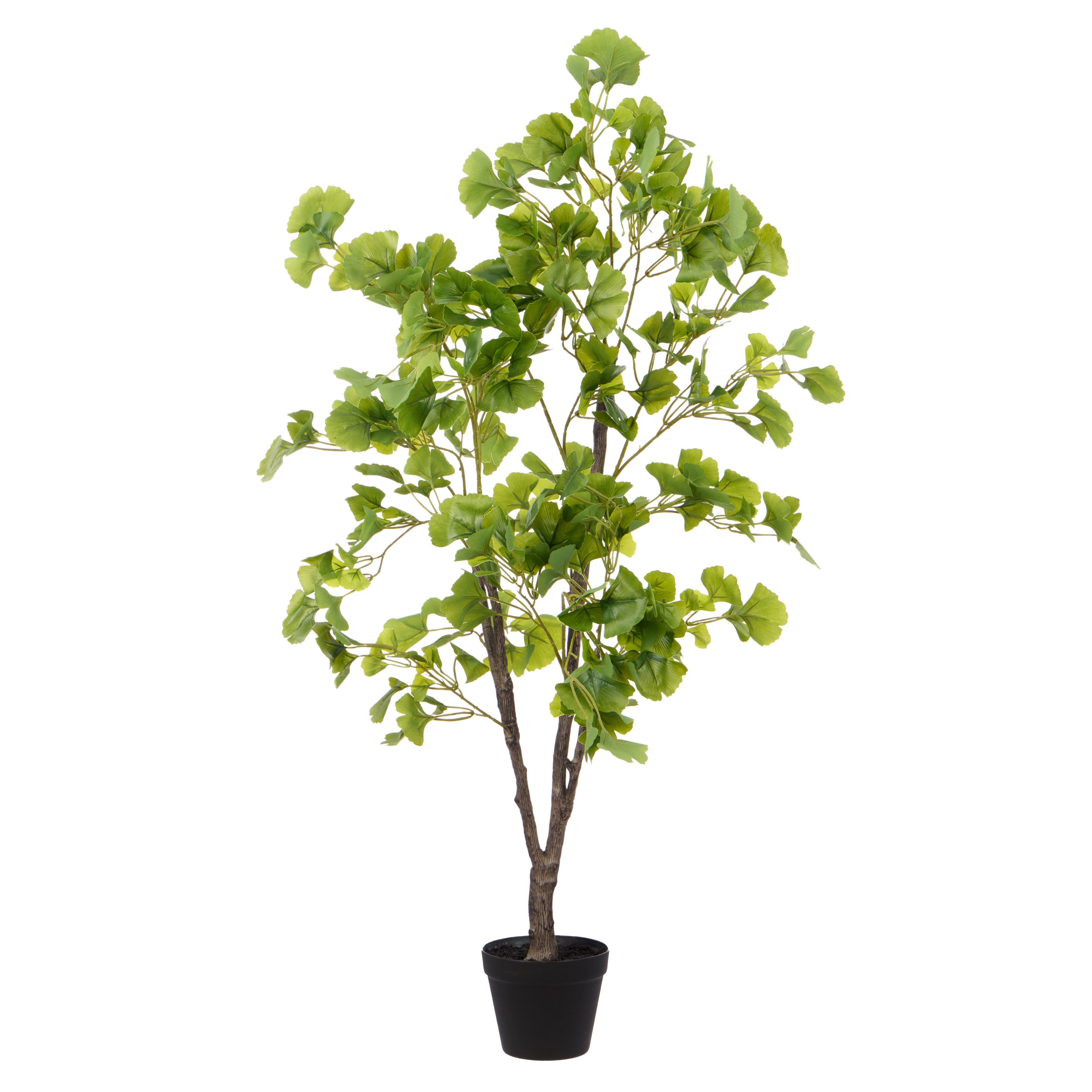 Rogue Ginkgo Tree 117cm