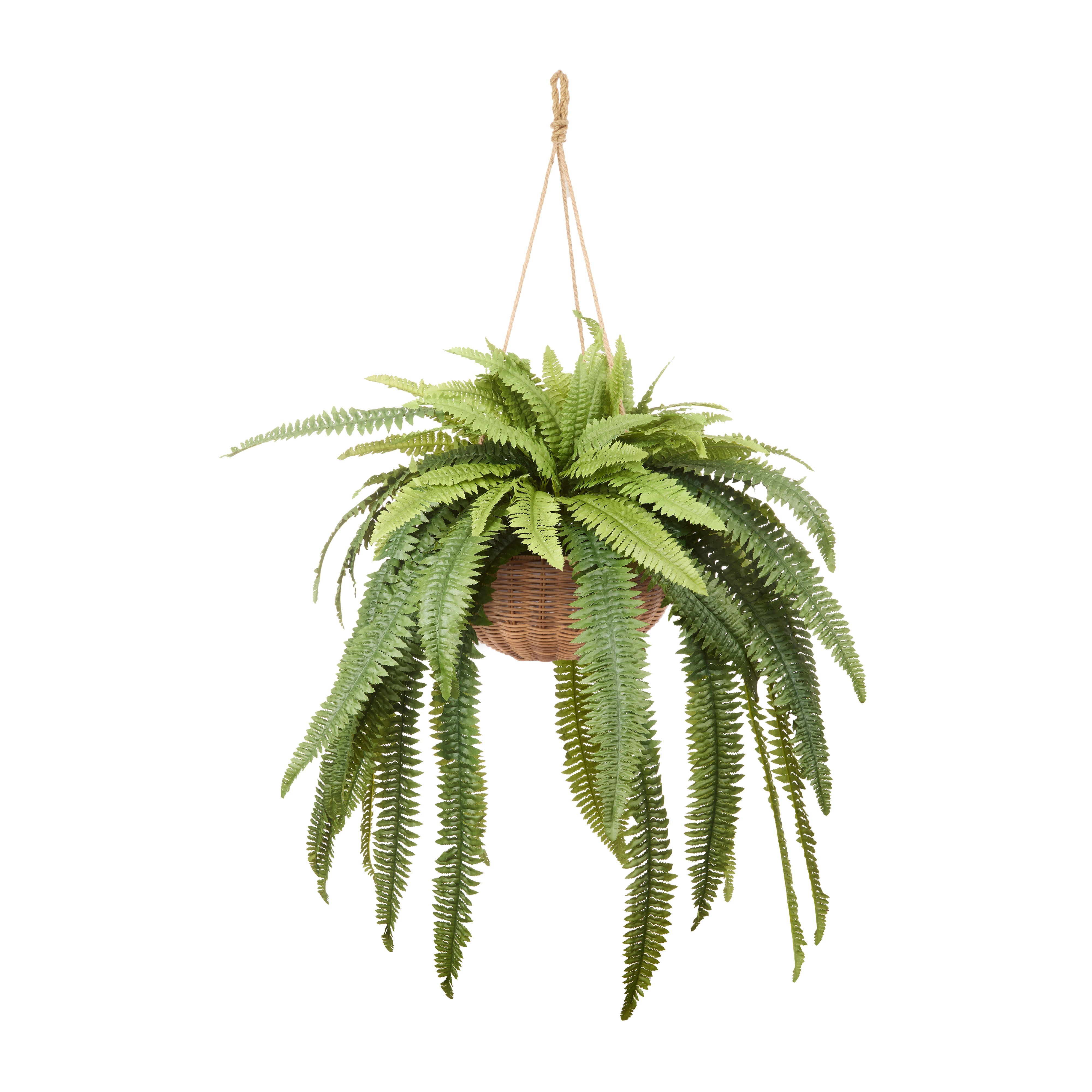 Rogue Boston Fern - Laos Hanging 126cm