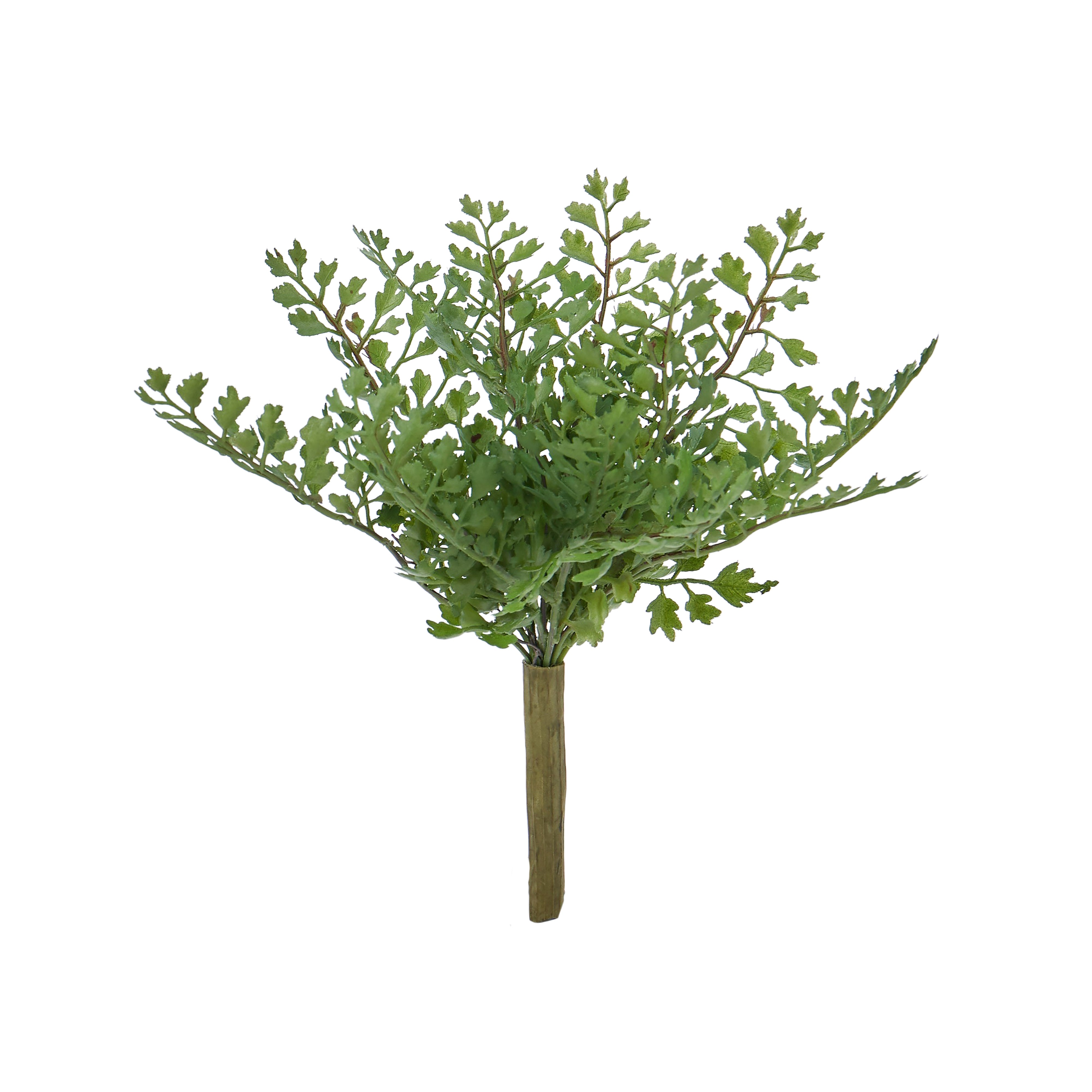 Rogue Maiden Hair Fern 20cm