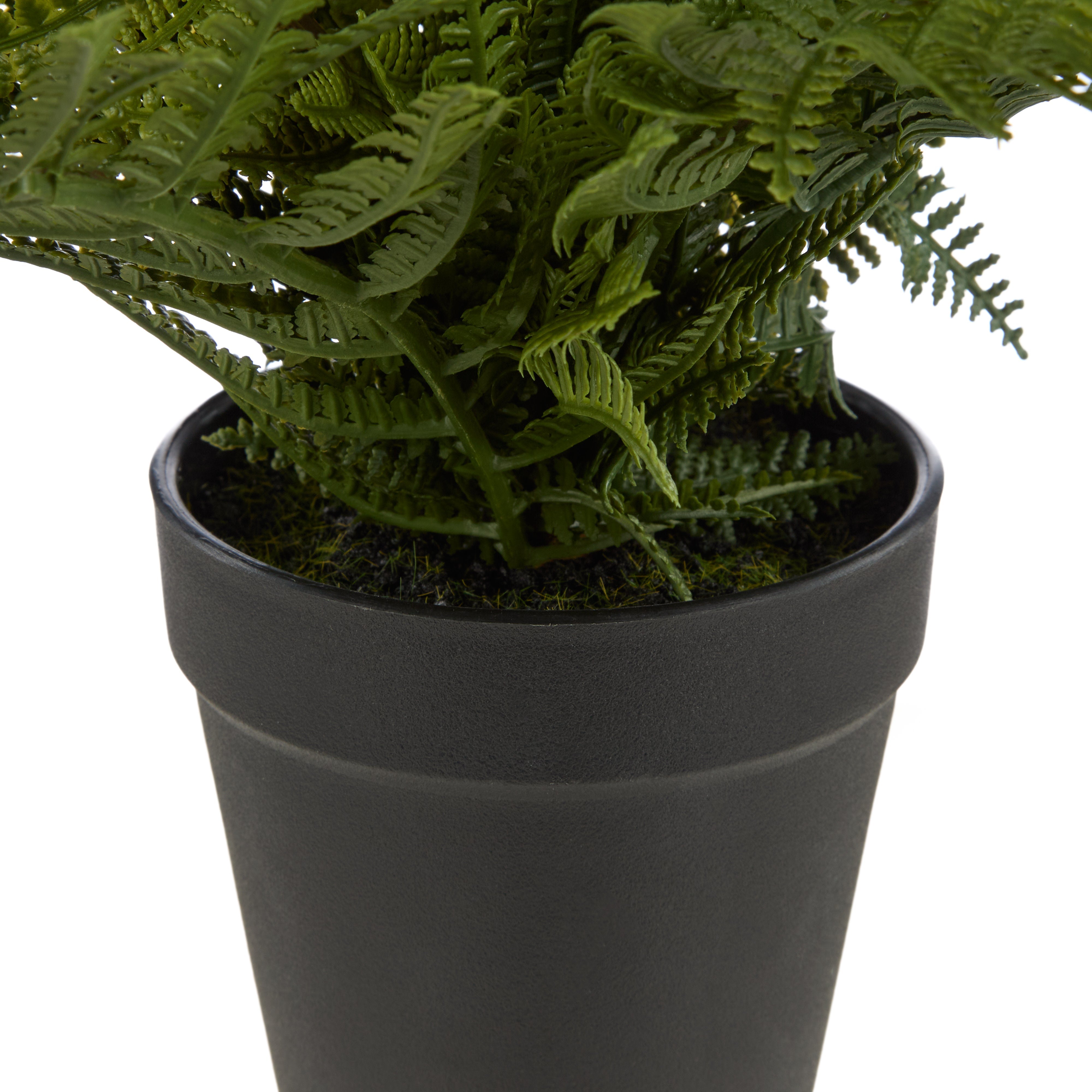 Rogue Leatherleaf Fern 33cm