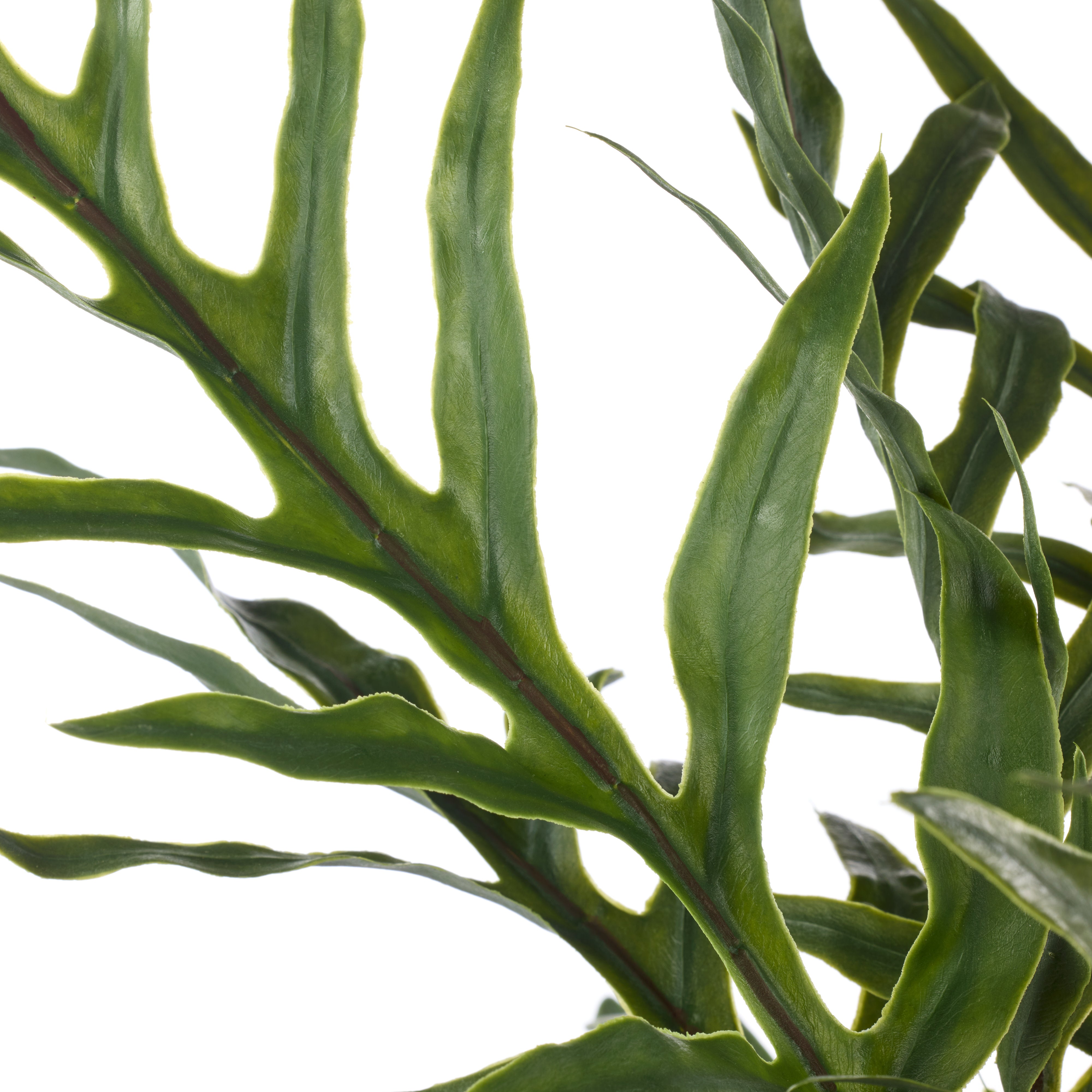 Rogue Blue Star Fern Pot 81cm