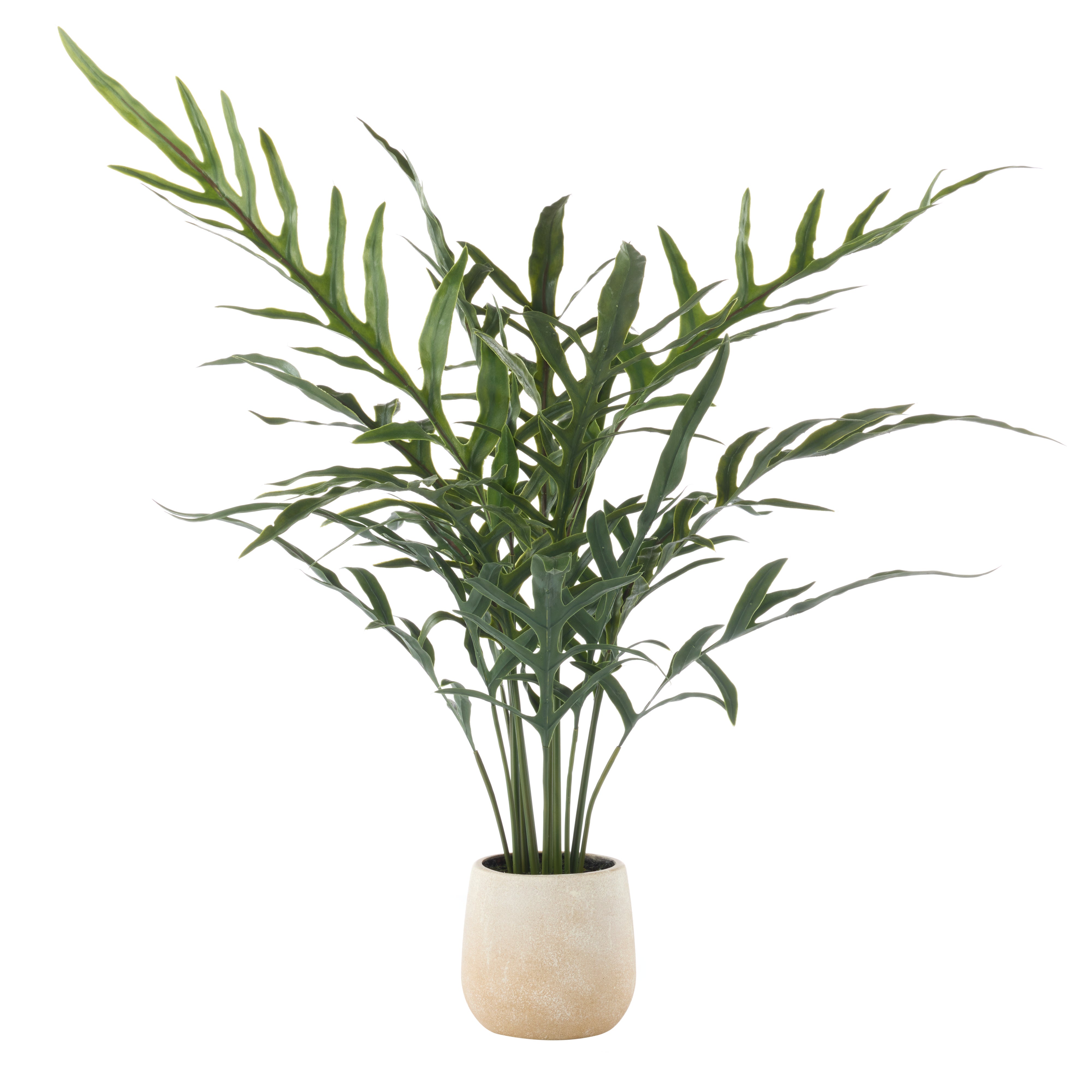 Rogue Blue Star Fern Pot 81cm