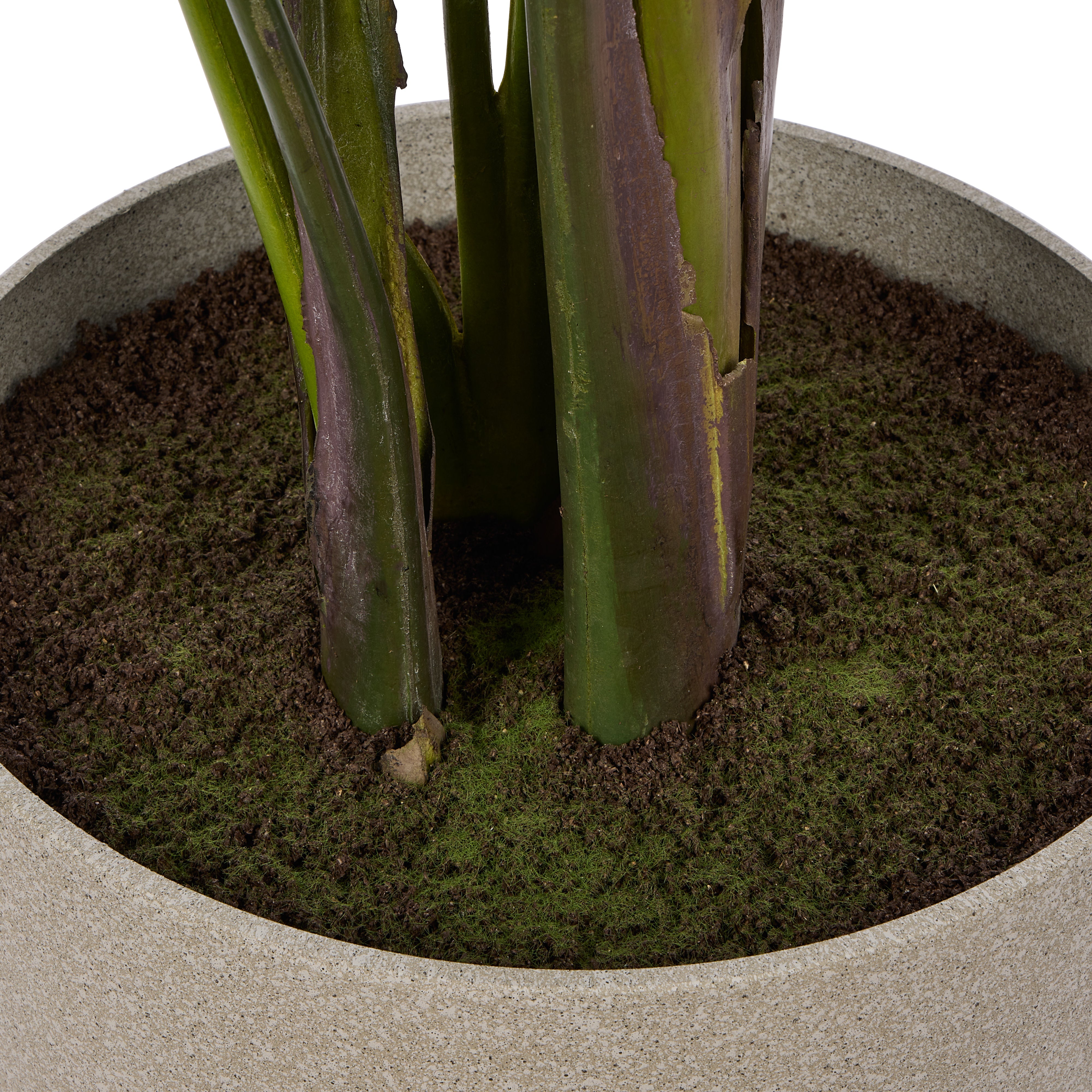 Rogue Giant Bird of Paradise - Cylinder Planter 200cm