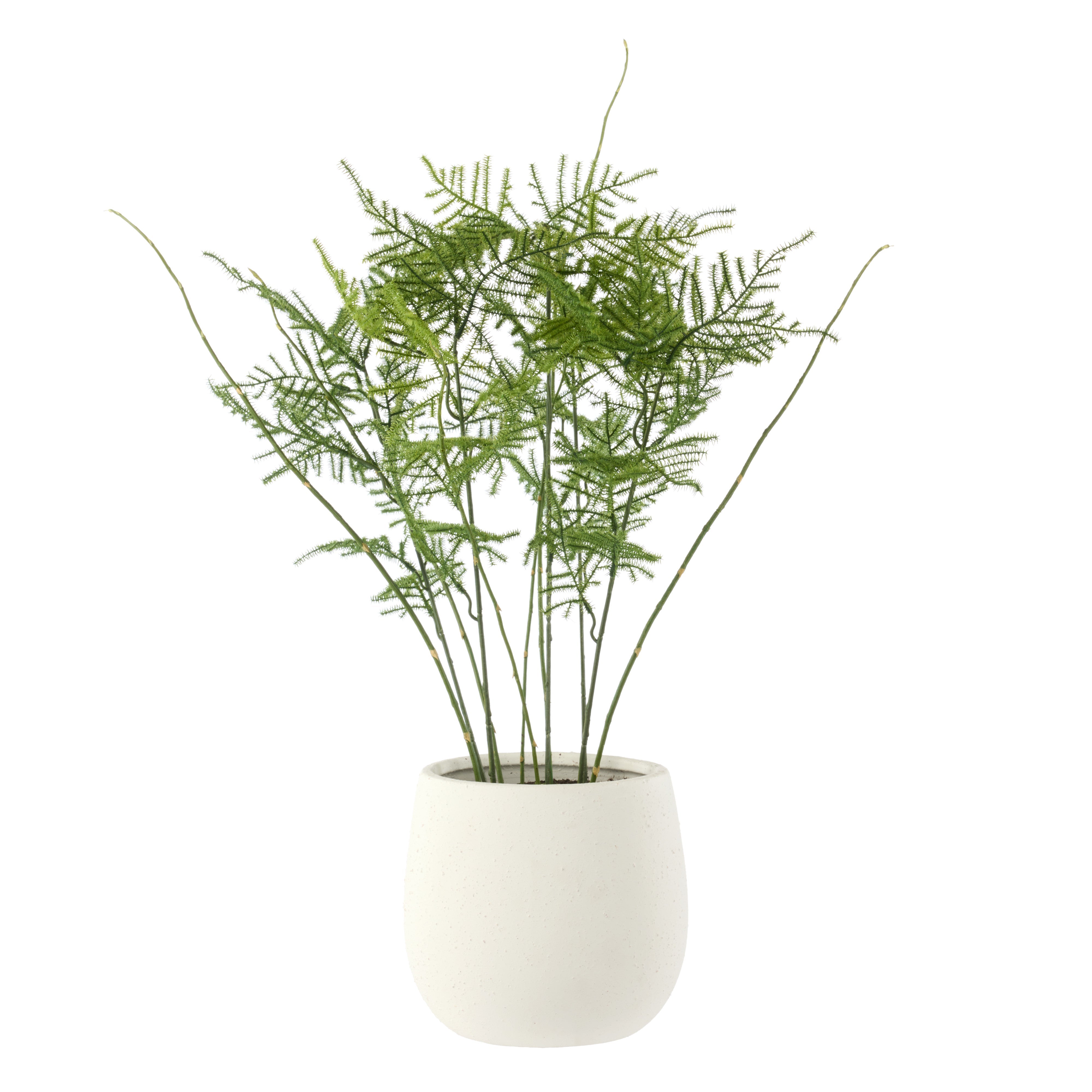 Rogue Asparagus Fern - Tub Pot
