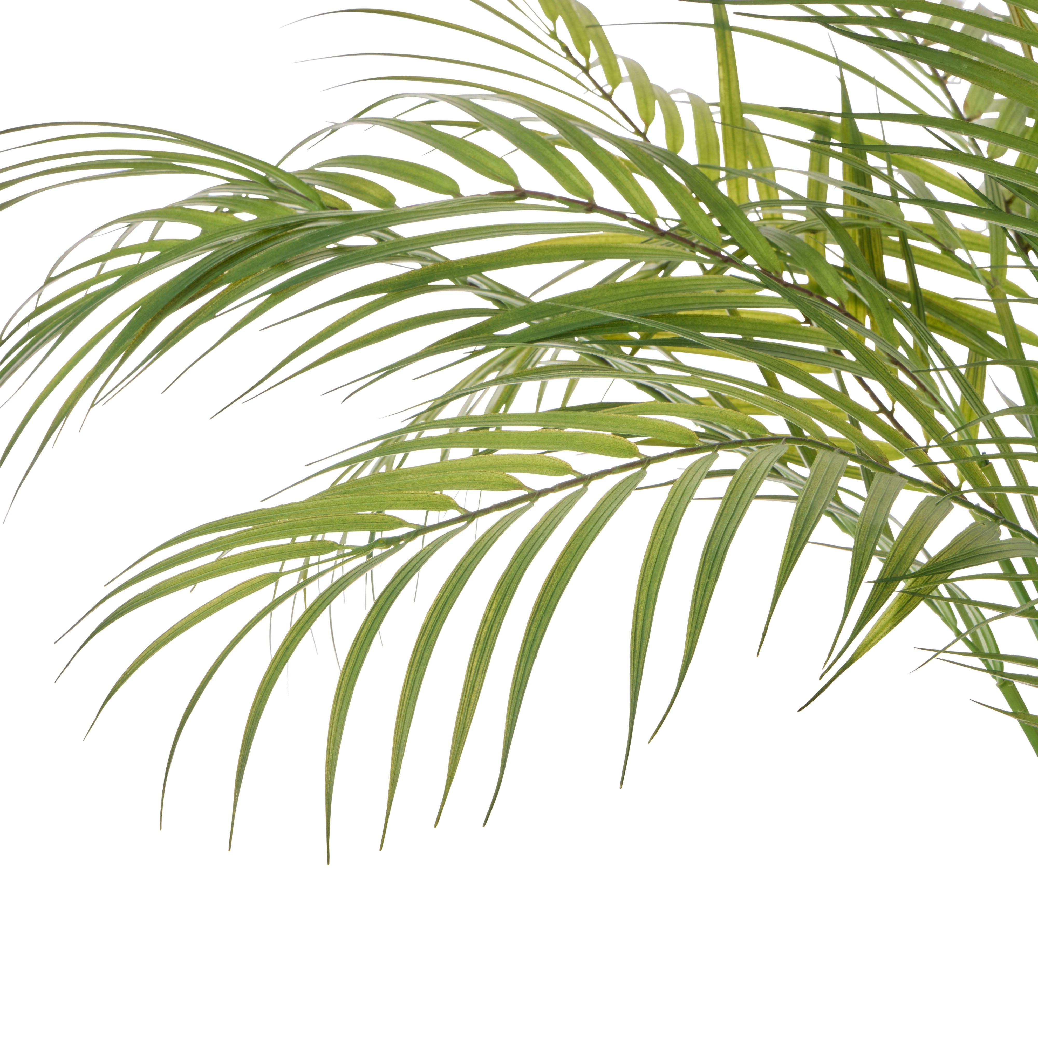 Rogue Palm Tree - Antibes