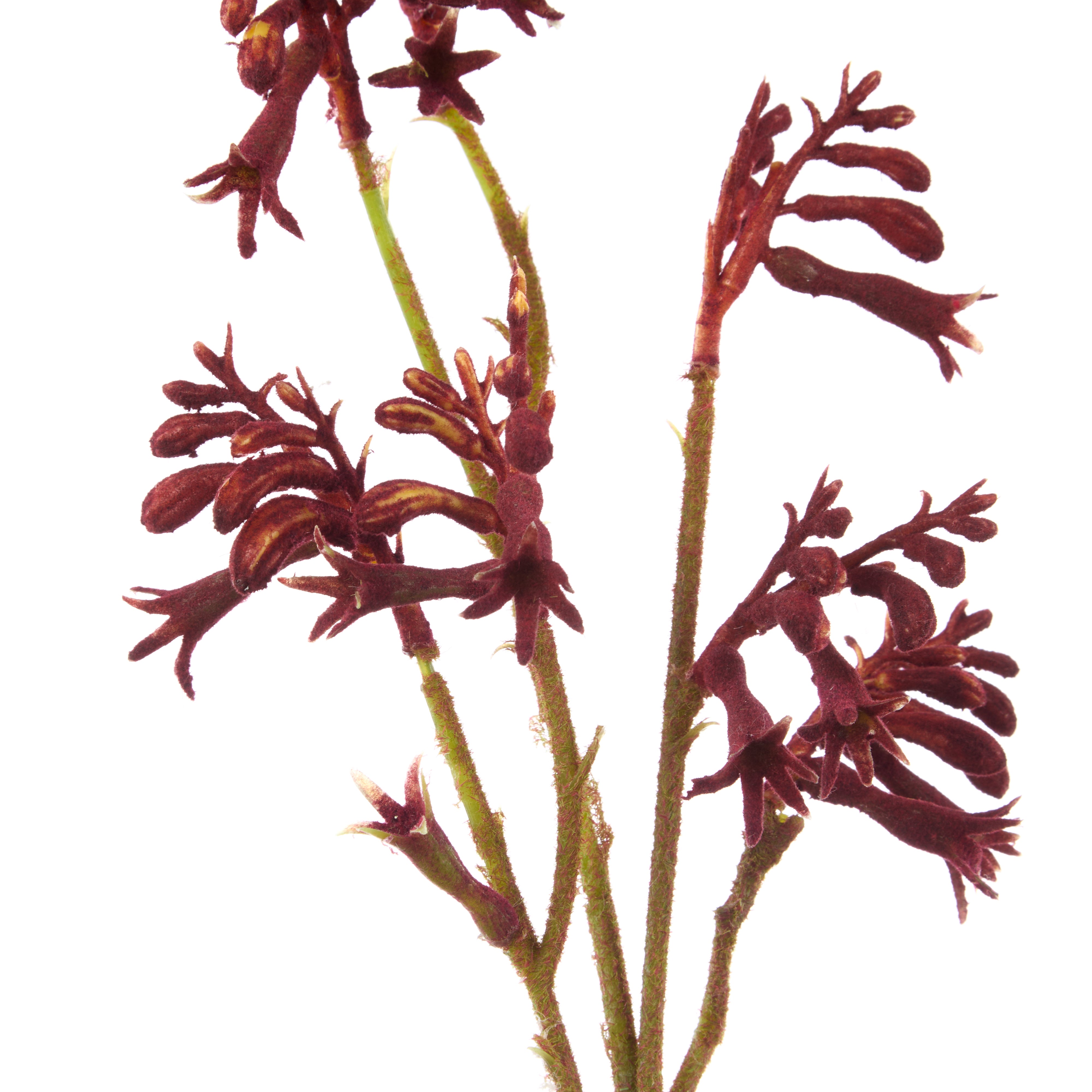 Rogue Kangaroo Paw Spray Red 16cm
