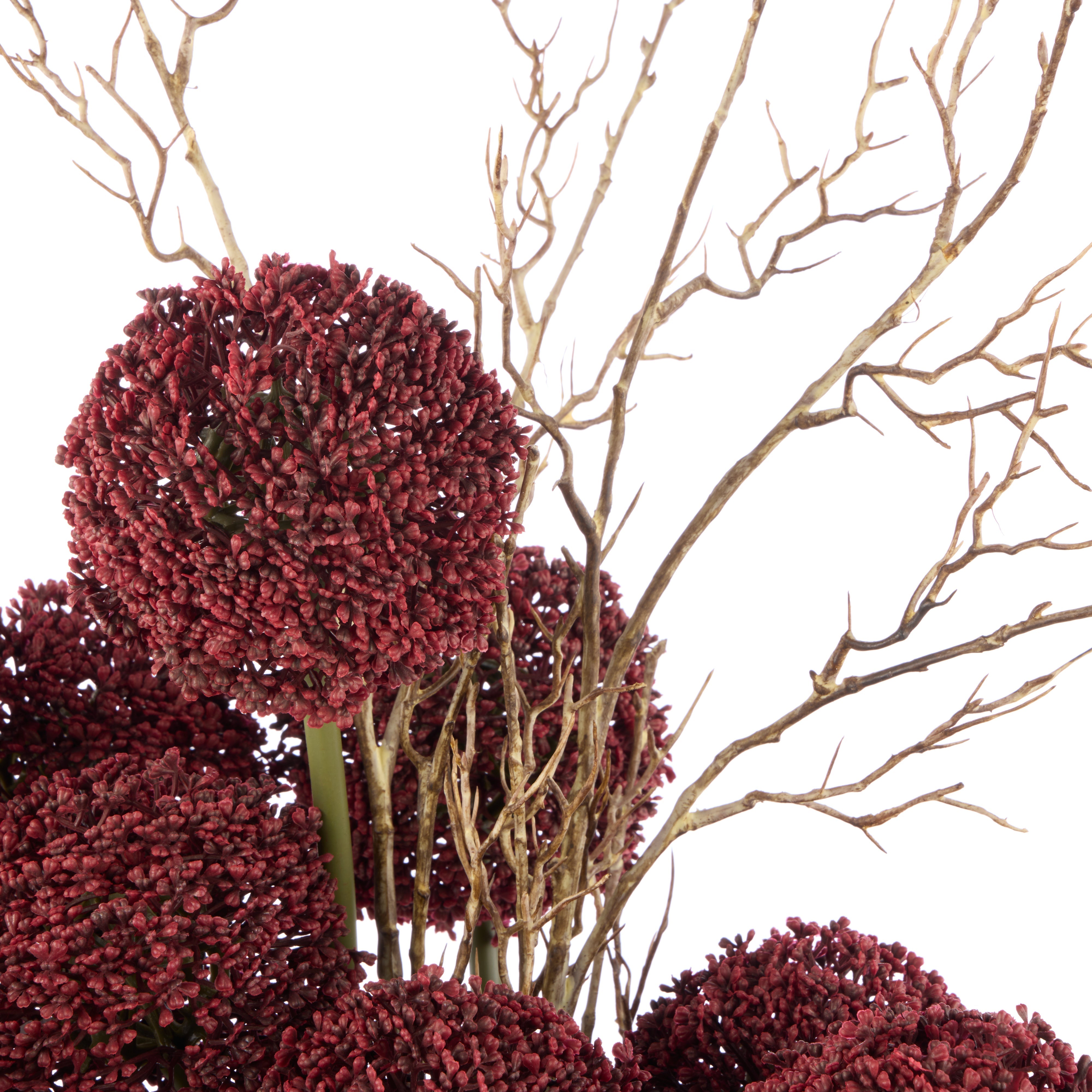 Rogue Allium - Maliah Pot Purple