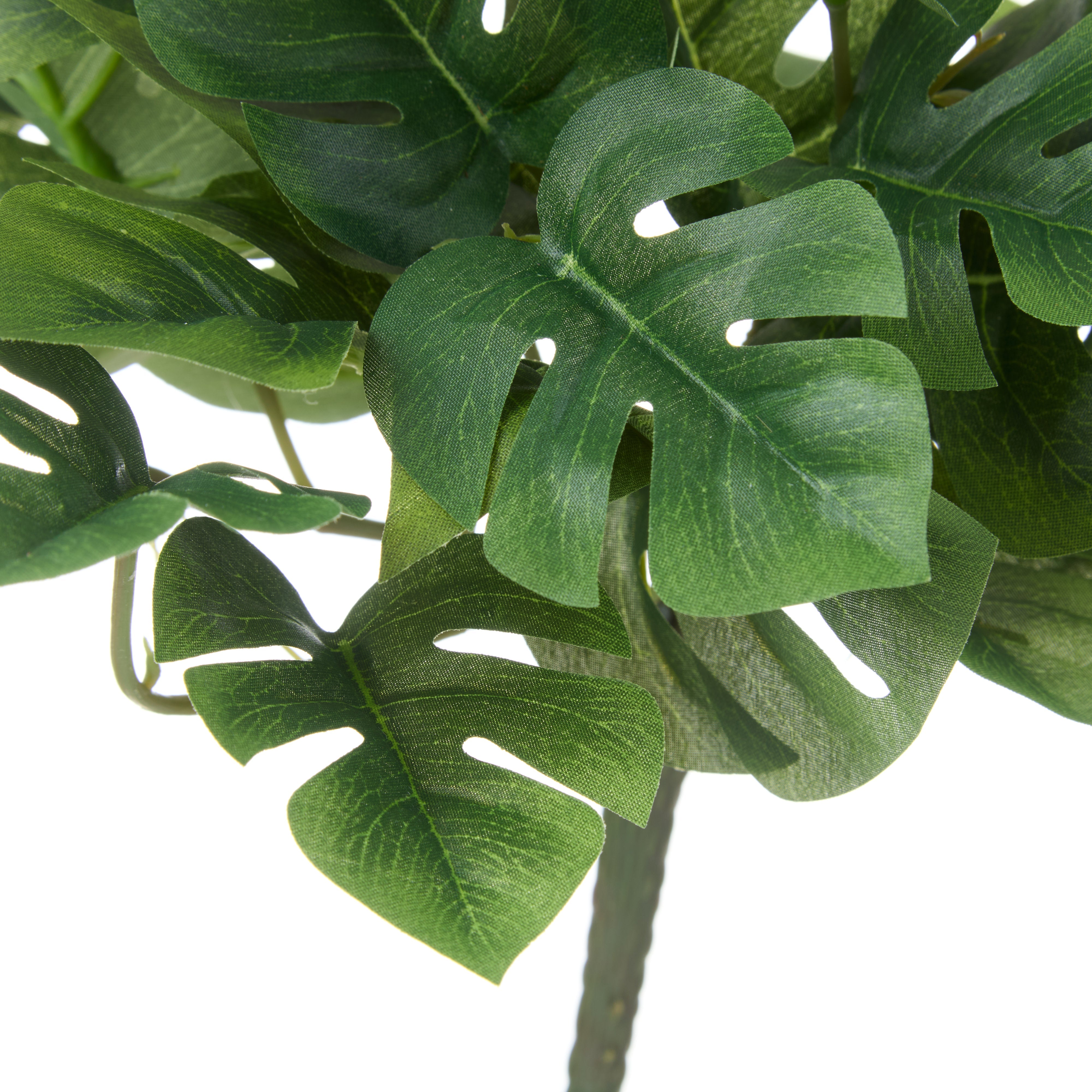 Rogue Monstera Bush