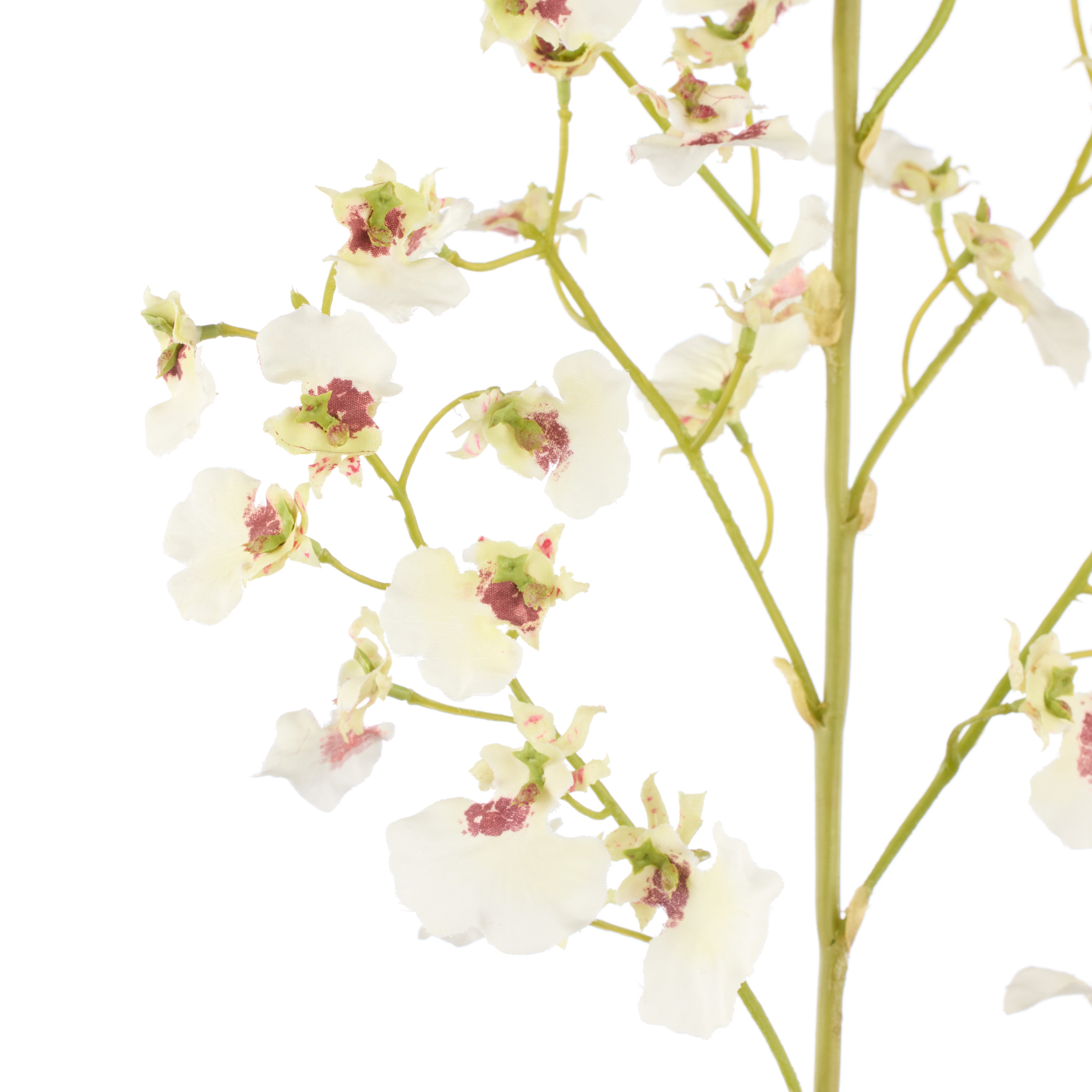 Rogue Dancing Orchid Spray White