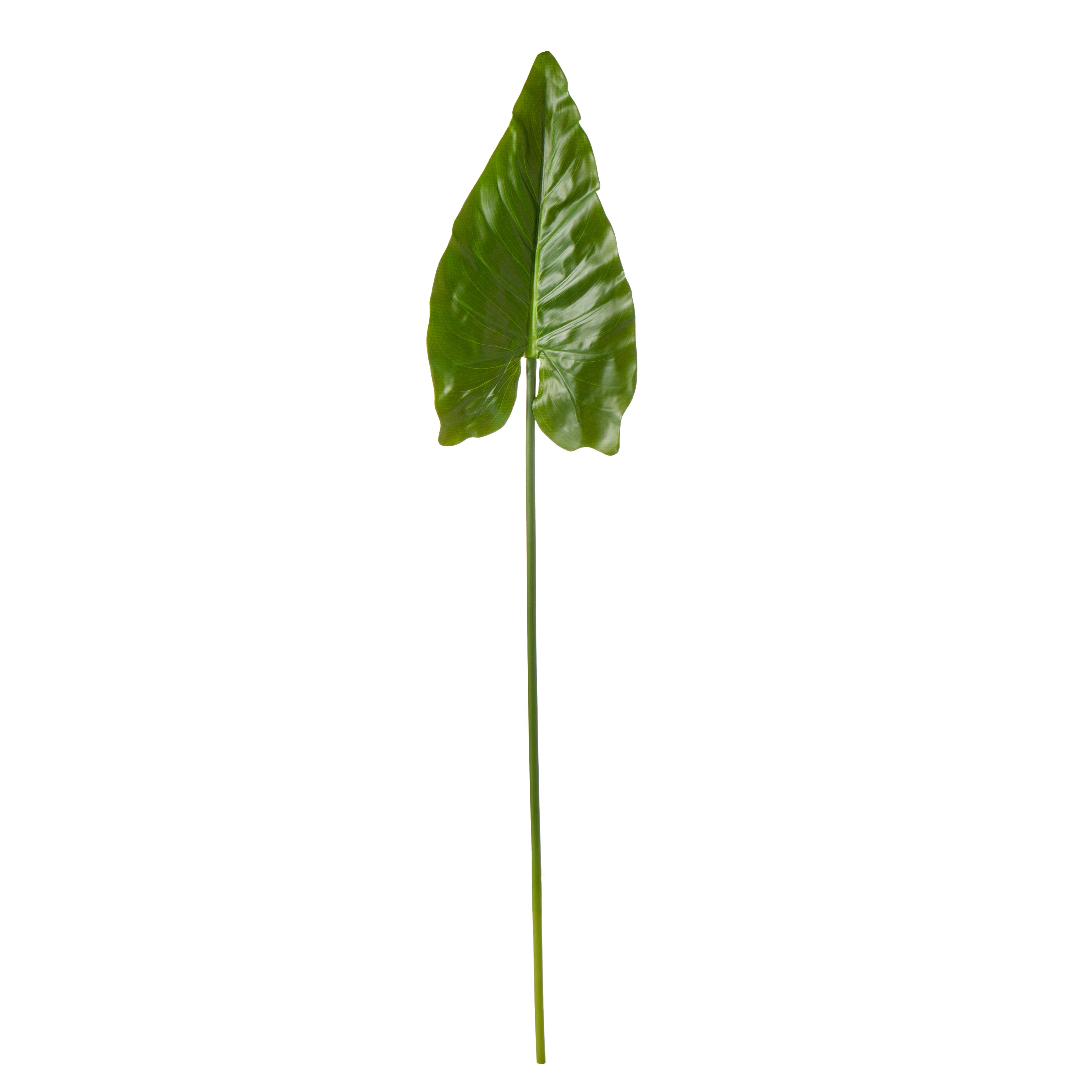 Rogue Taro Leaf