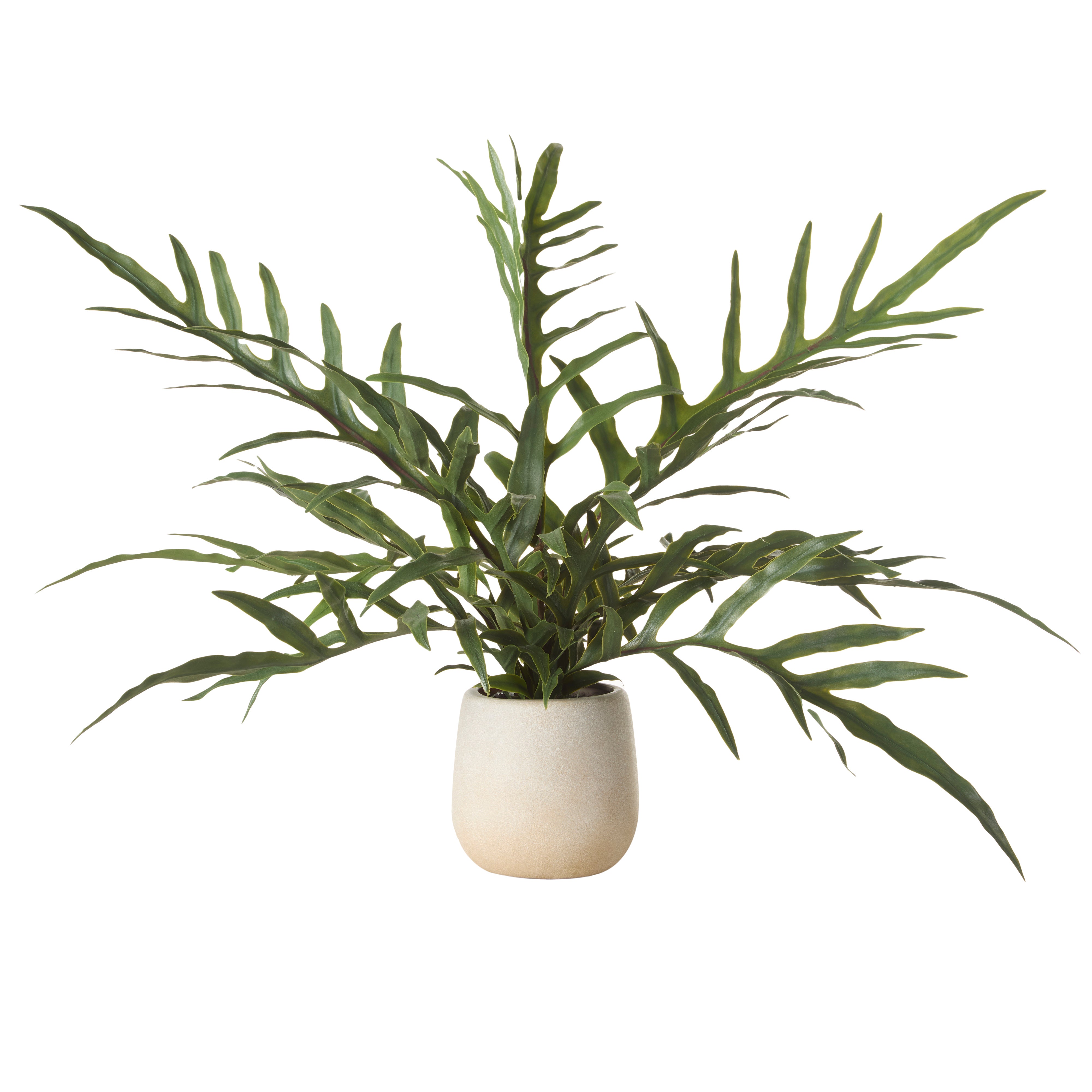Rogue Blue Star Fern Pot 46cm