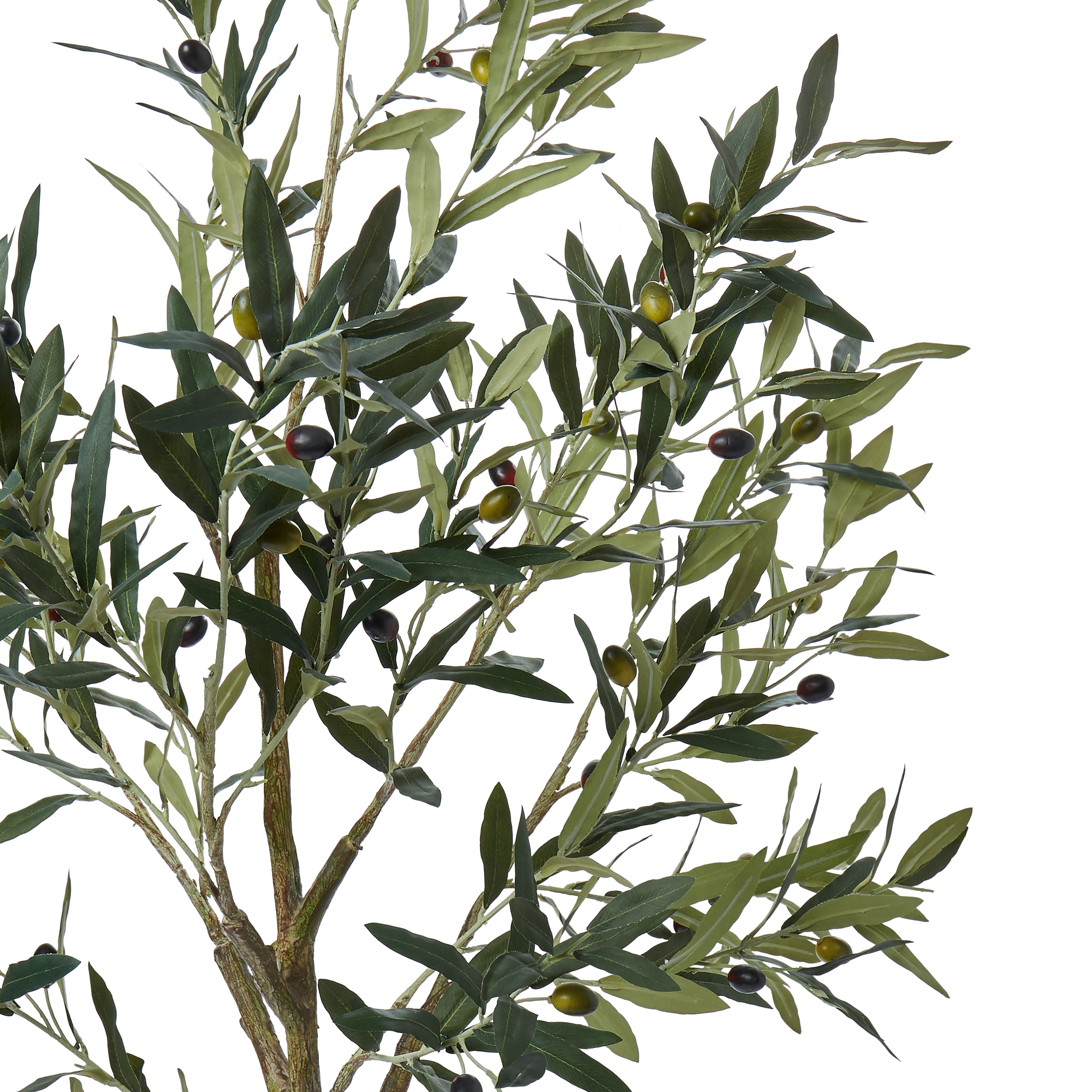 Rogue Olive Tree 152cm