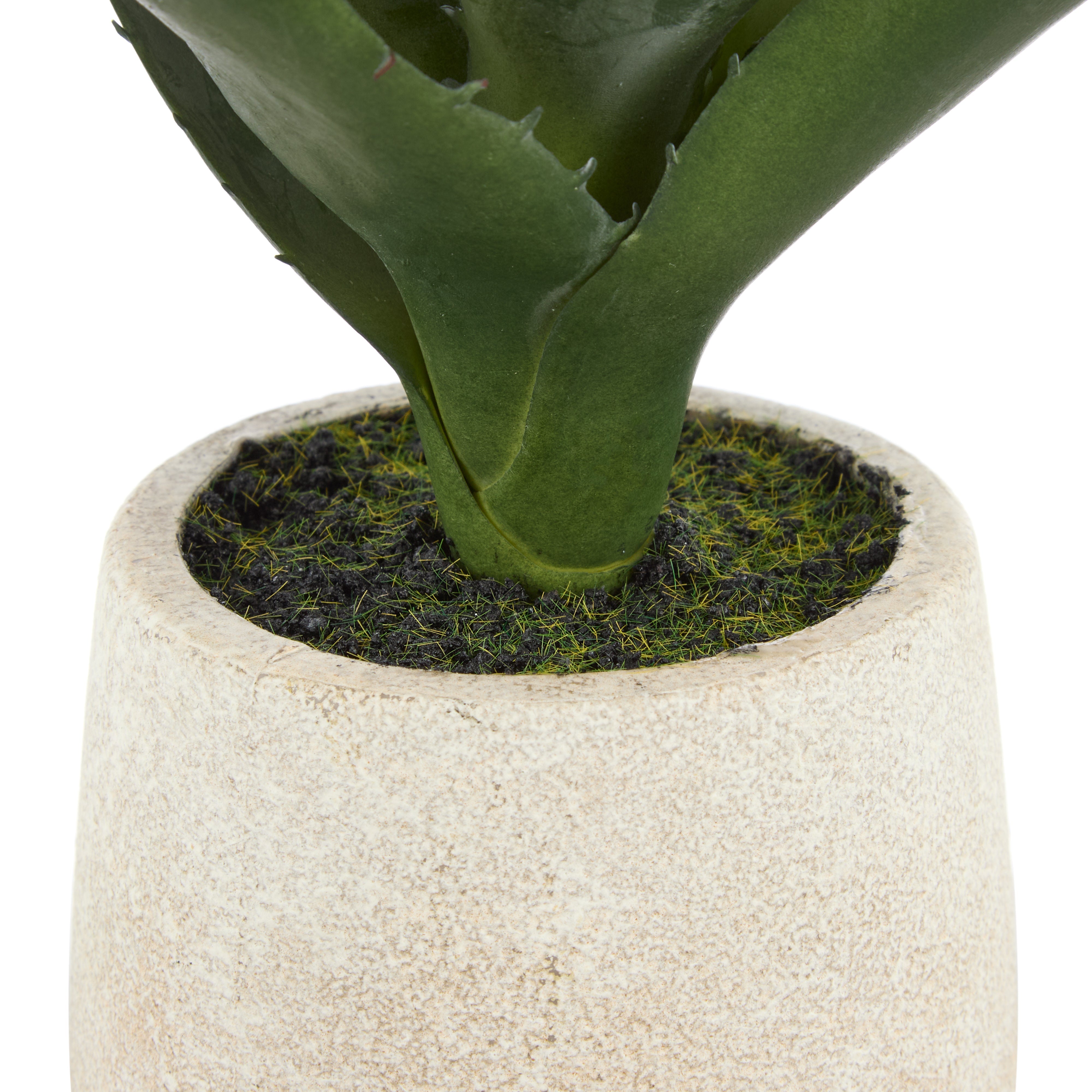 Rogue Aloe Pot