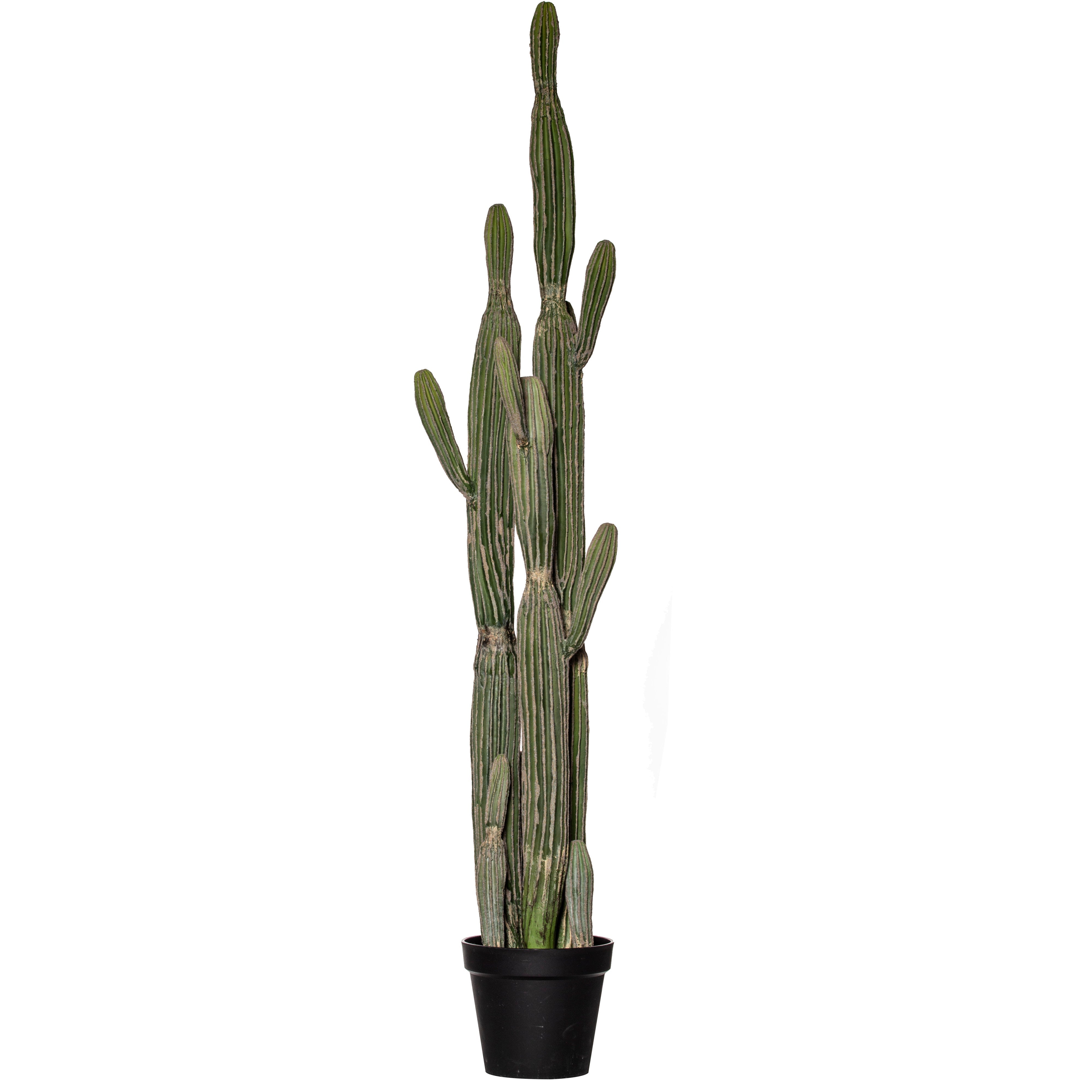 Rogue Saguaro Cactus - Garden Pot 152cm
