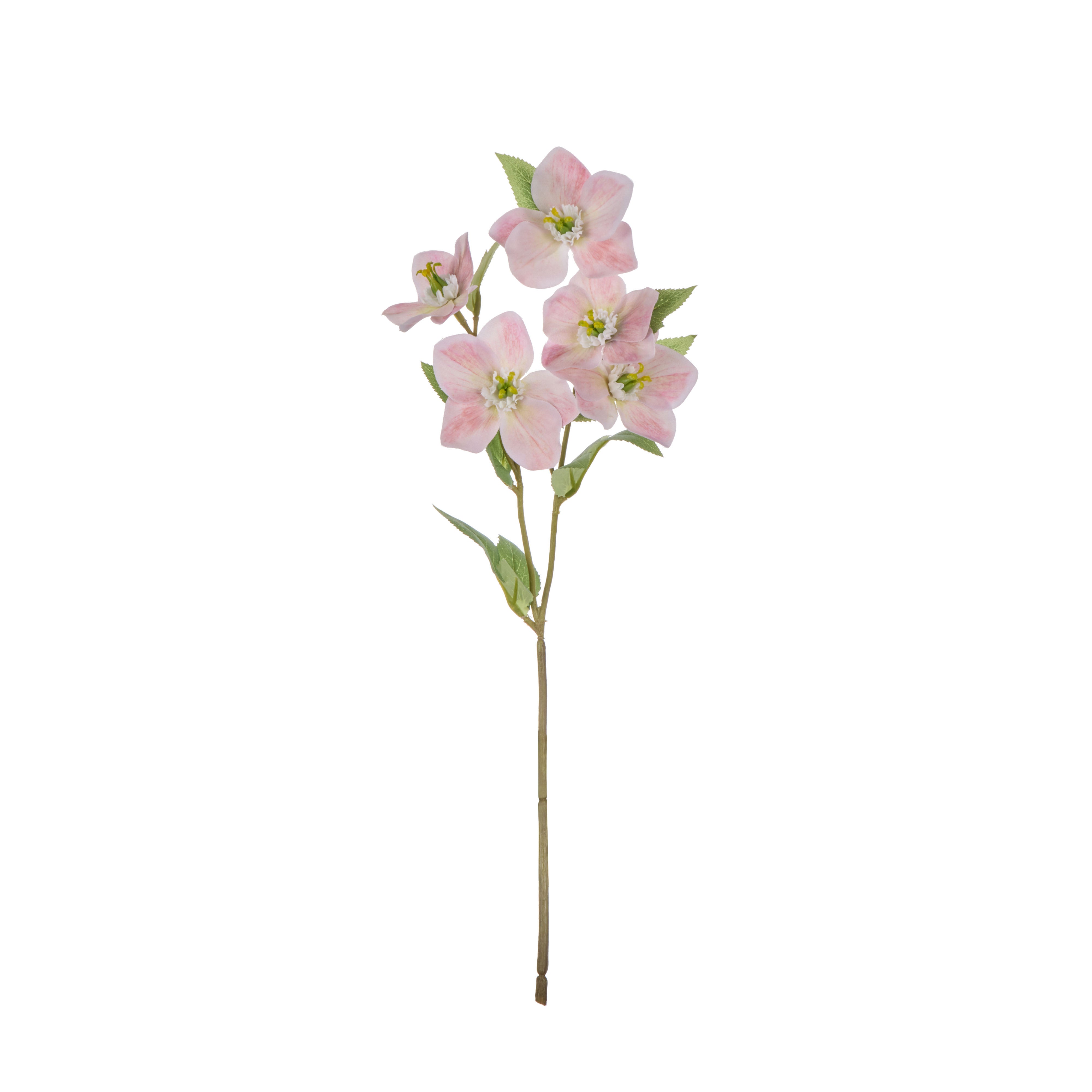 Rogue Helleborus Spray Pink