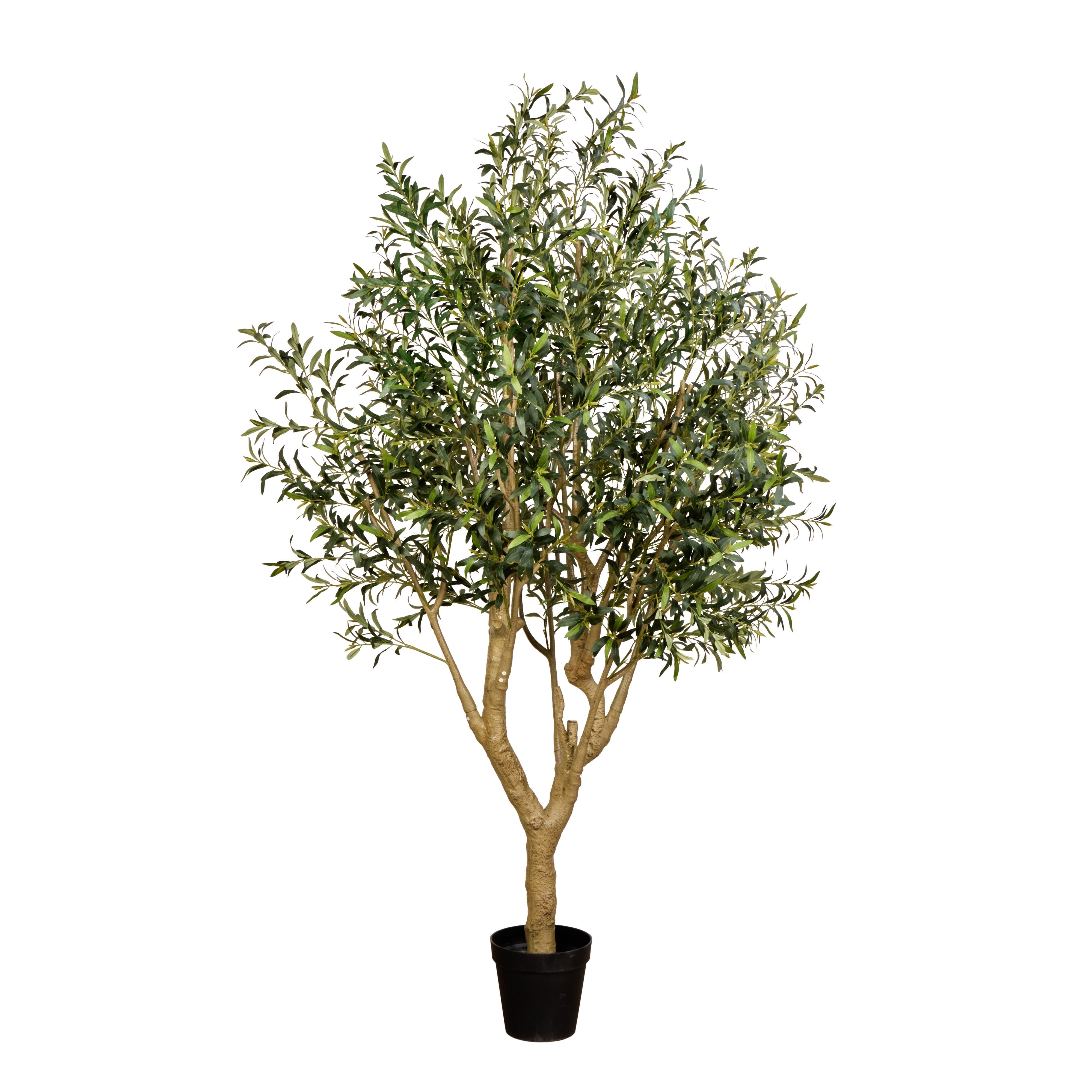 Rogue Olive Tree - Fruitless 250cm