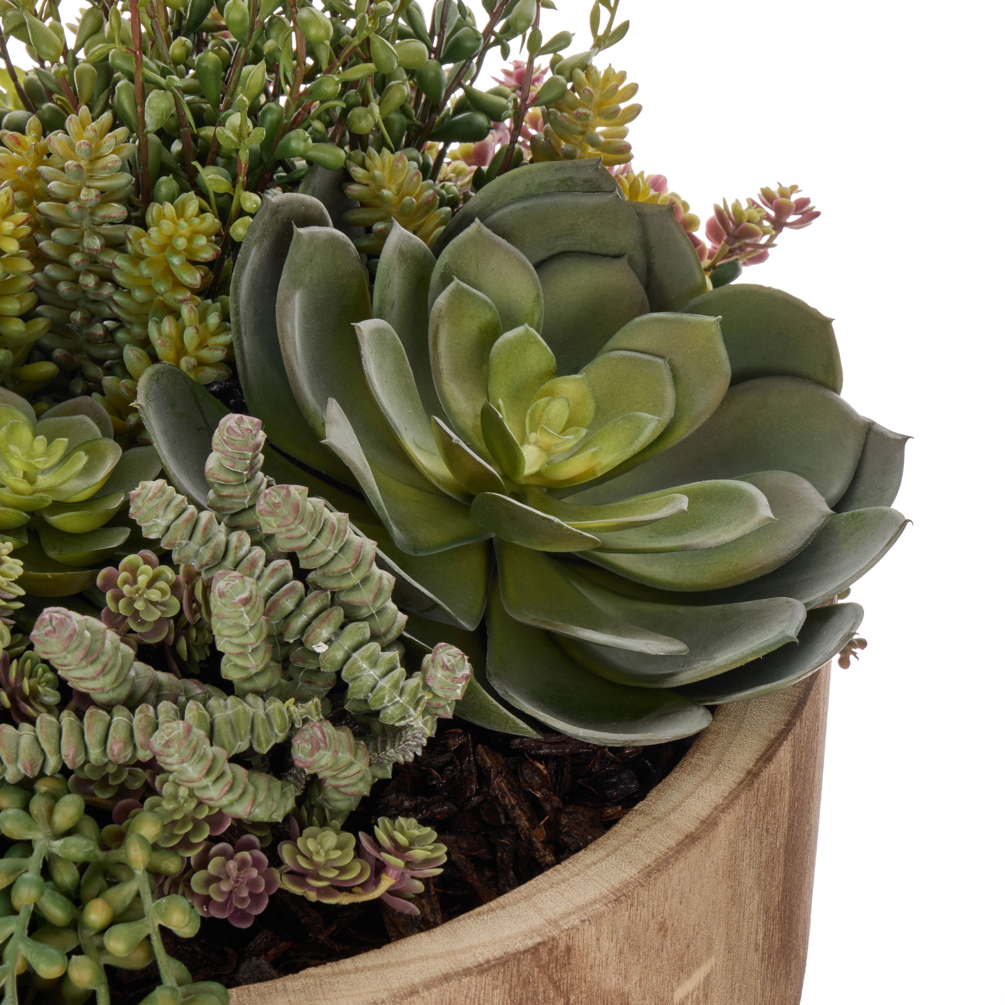 Rogue Jelly Bean Sedum Mix - Dansk Green & Burgundy