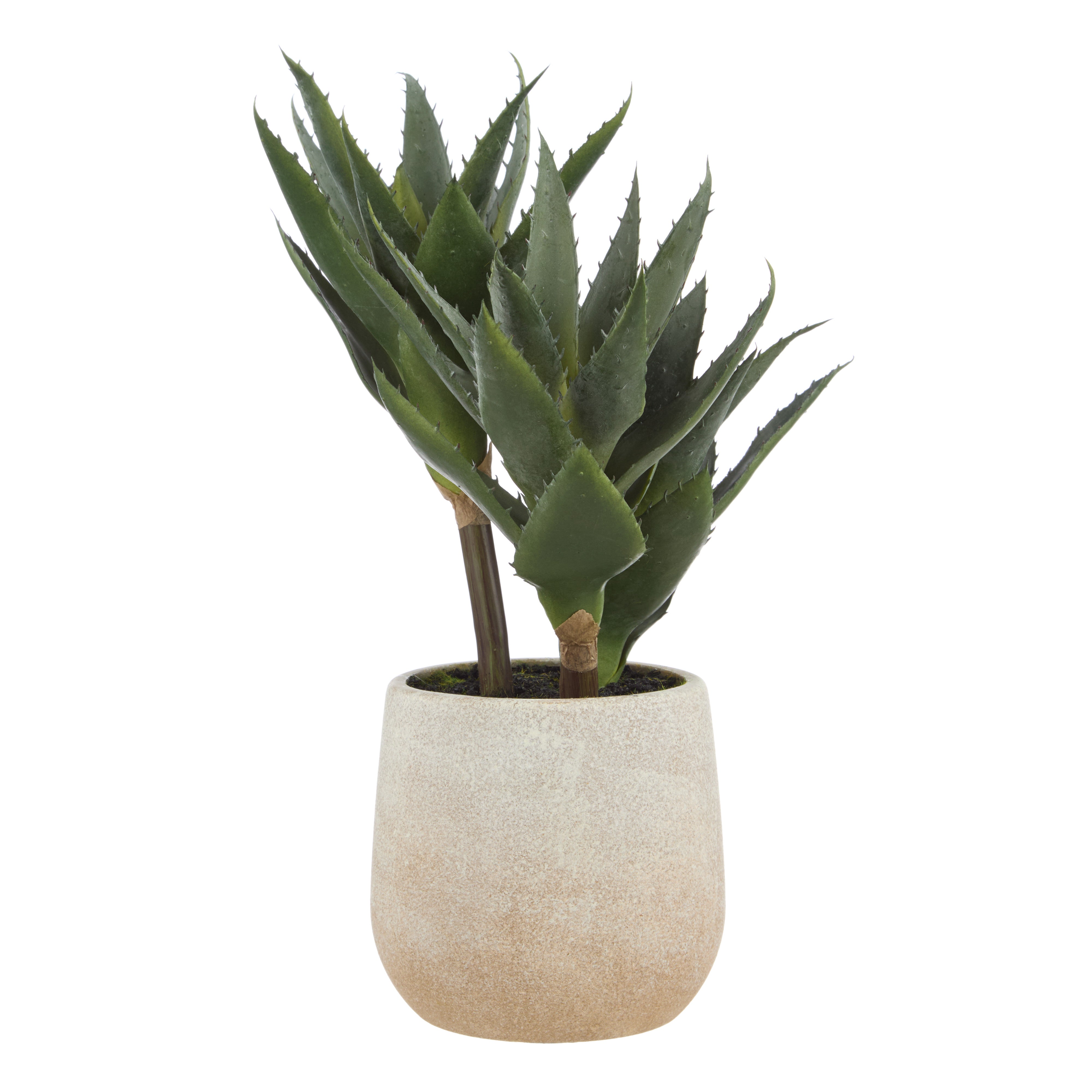Rogue Aloe 3 Heads Pot
