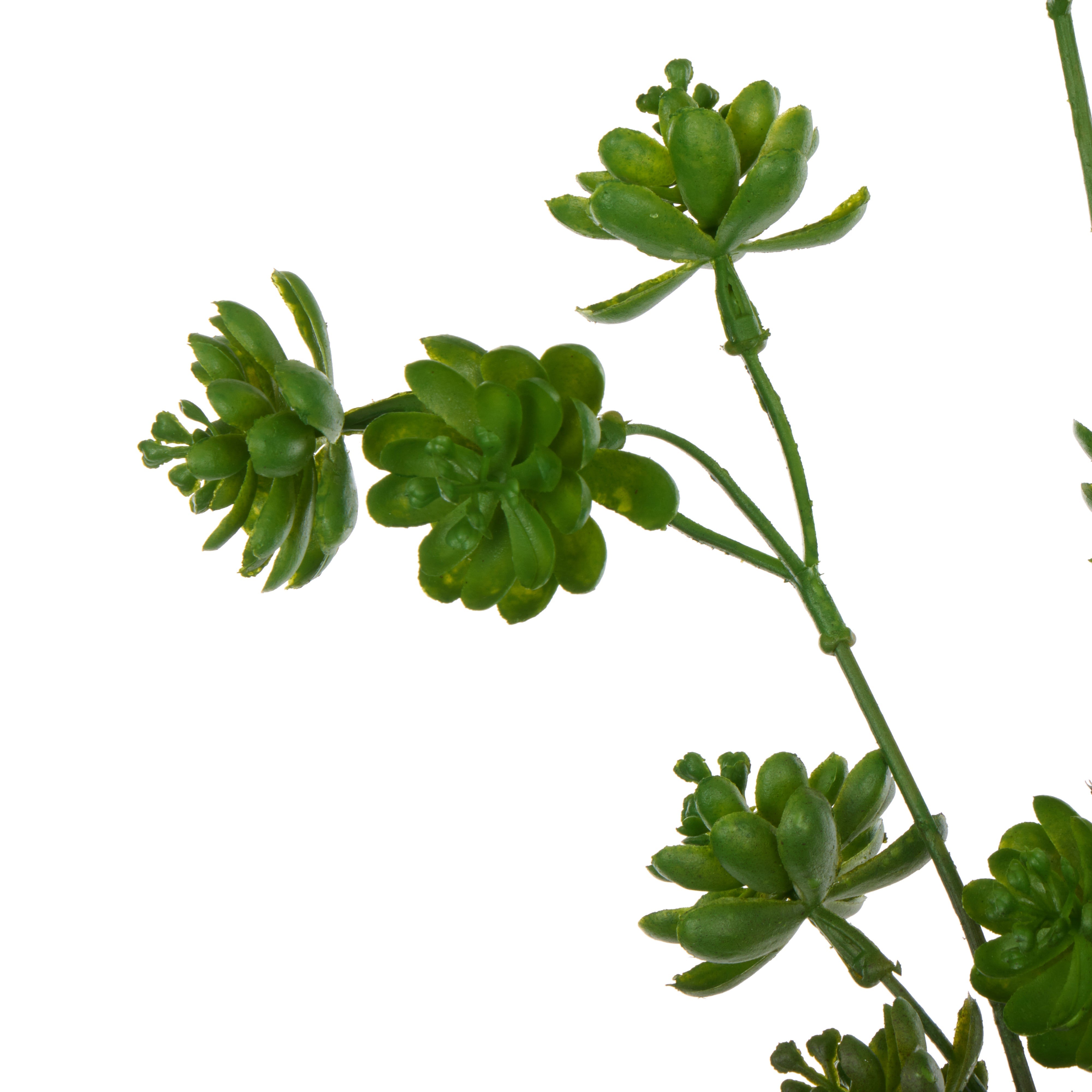 Rogue Succulent Spray Green
