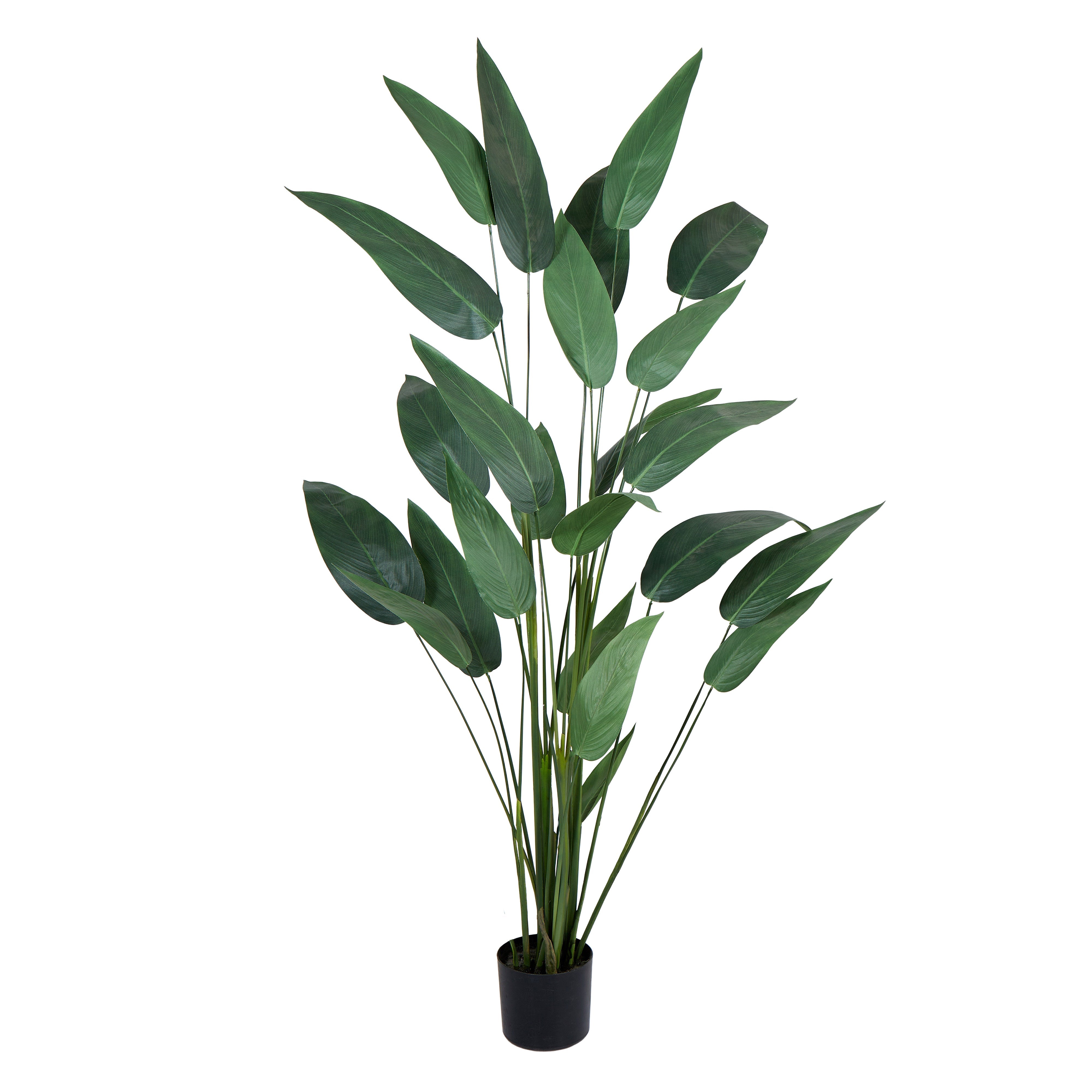 Rogue Sky Bird Plant 180cm