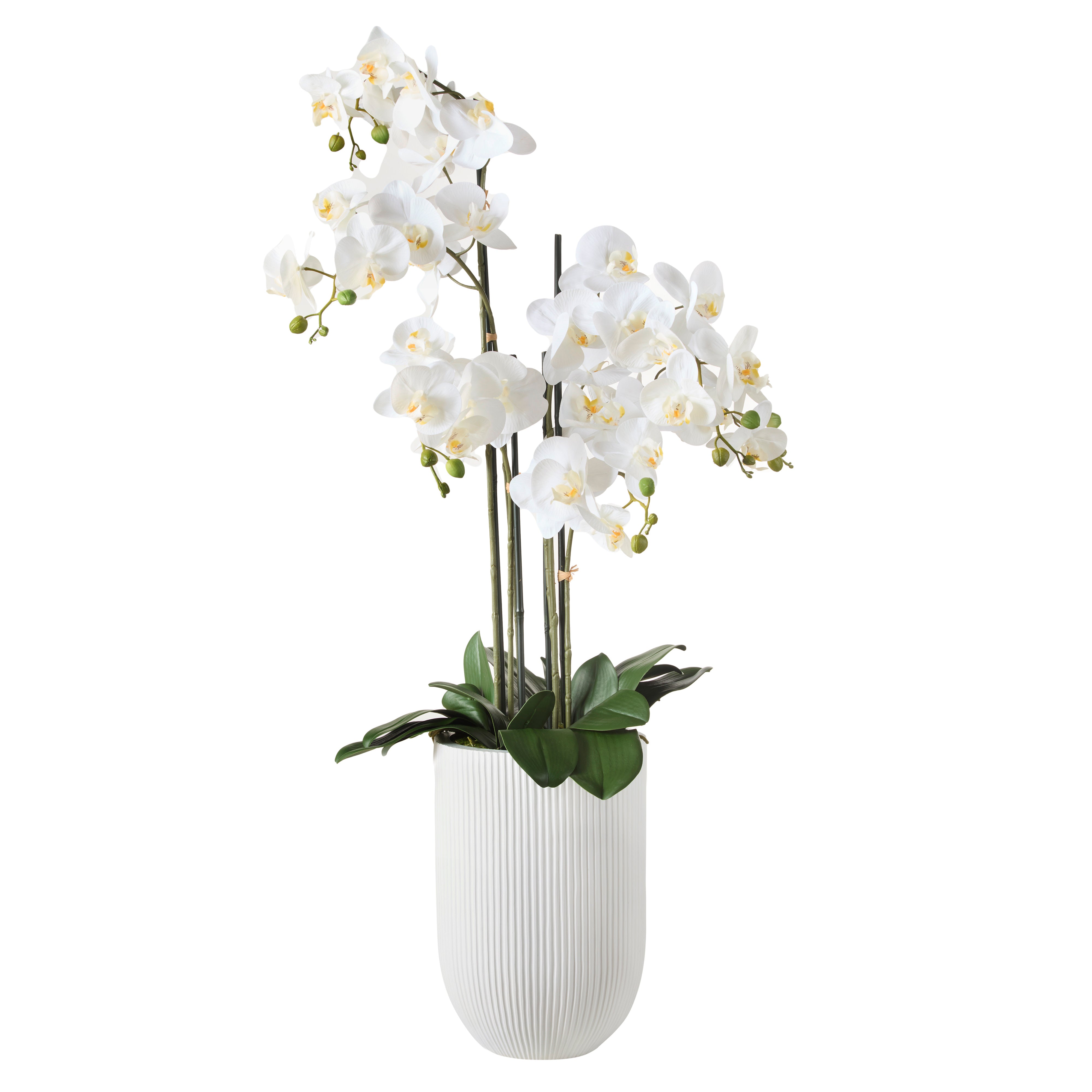 Rogue Phalaenopsis Orchid - White Ribbed Pot 124cm