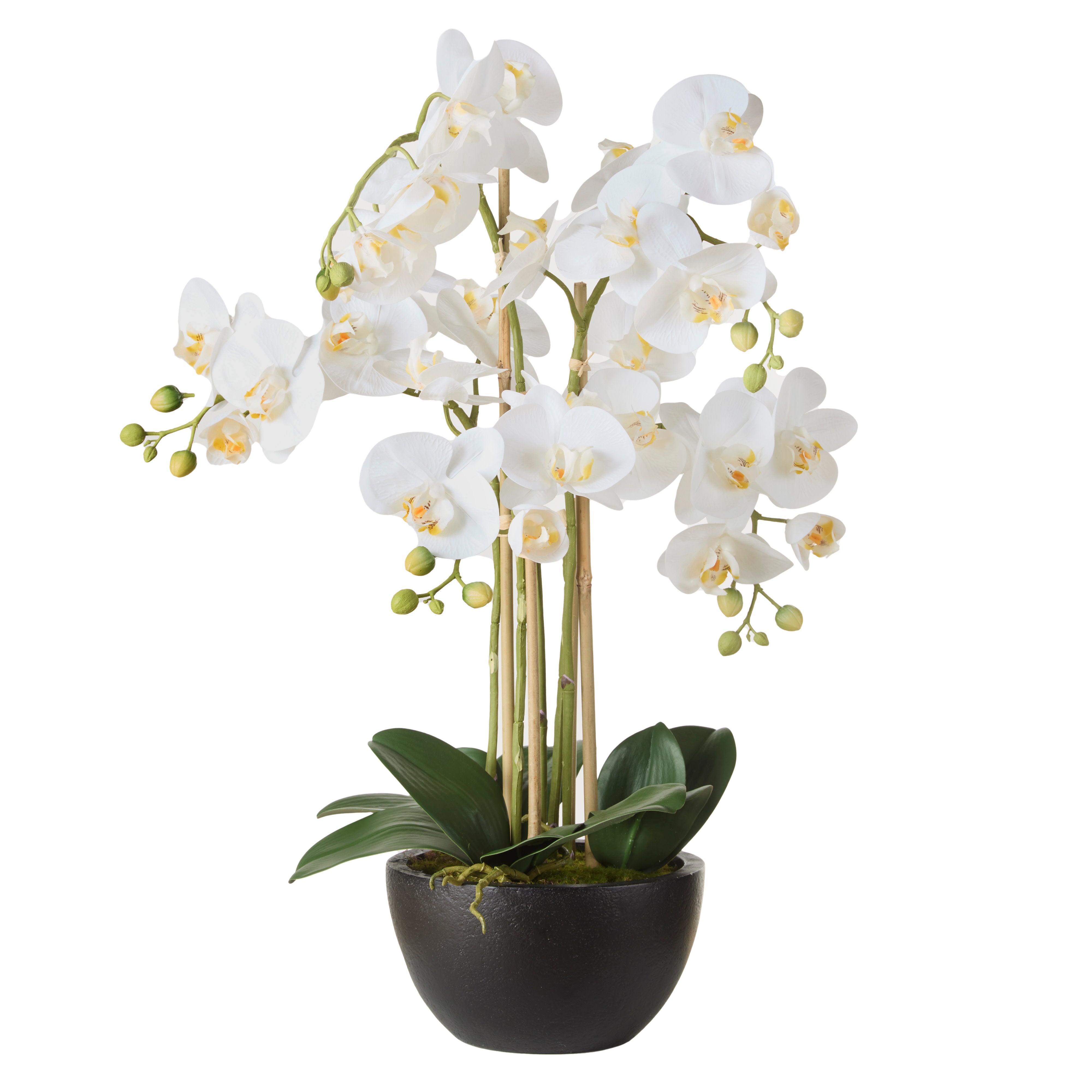 Rogue Phalaenopsis Orchid - Black Pot 50cm