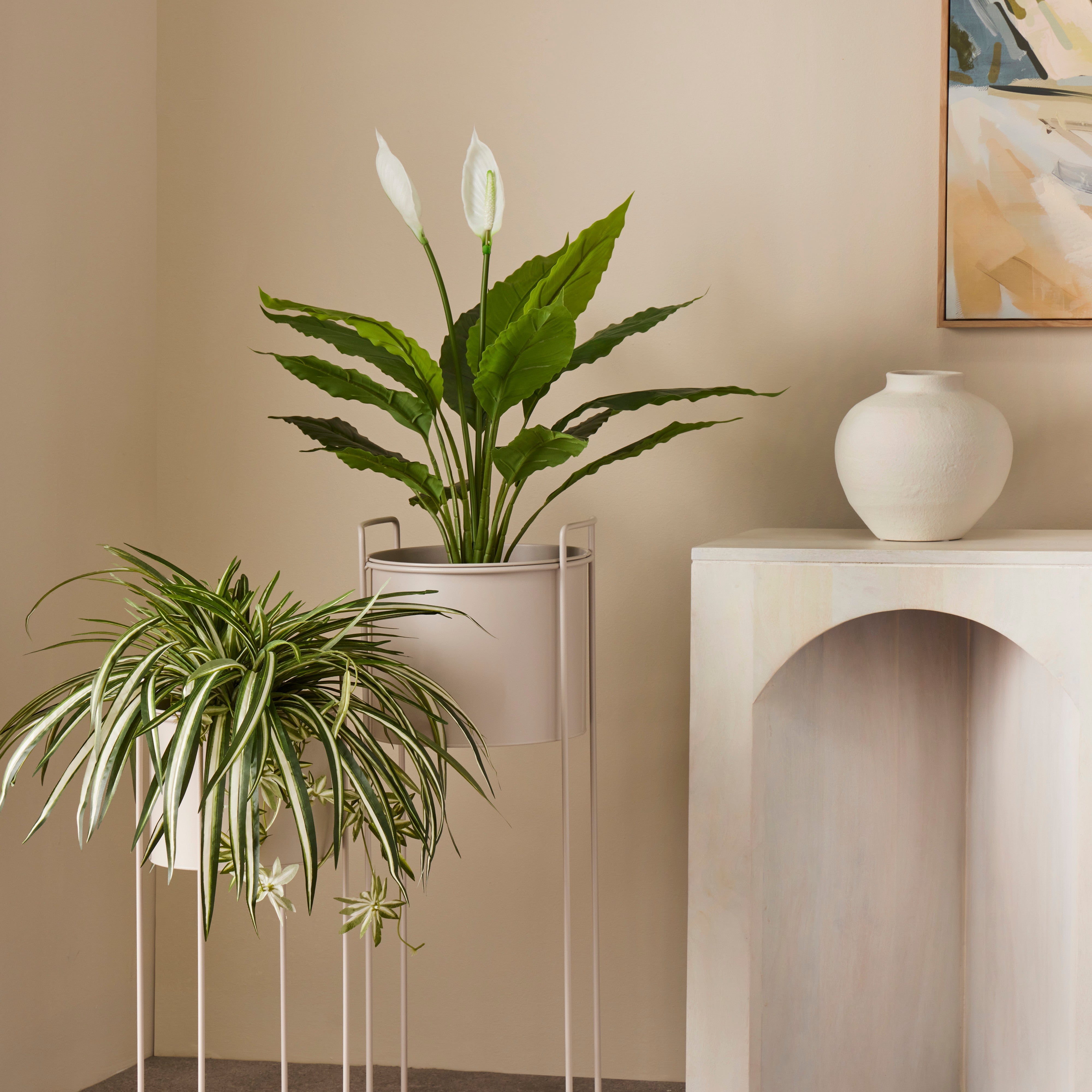 Rogue Peace Lily - Garden Pot 78cm