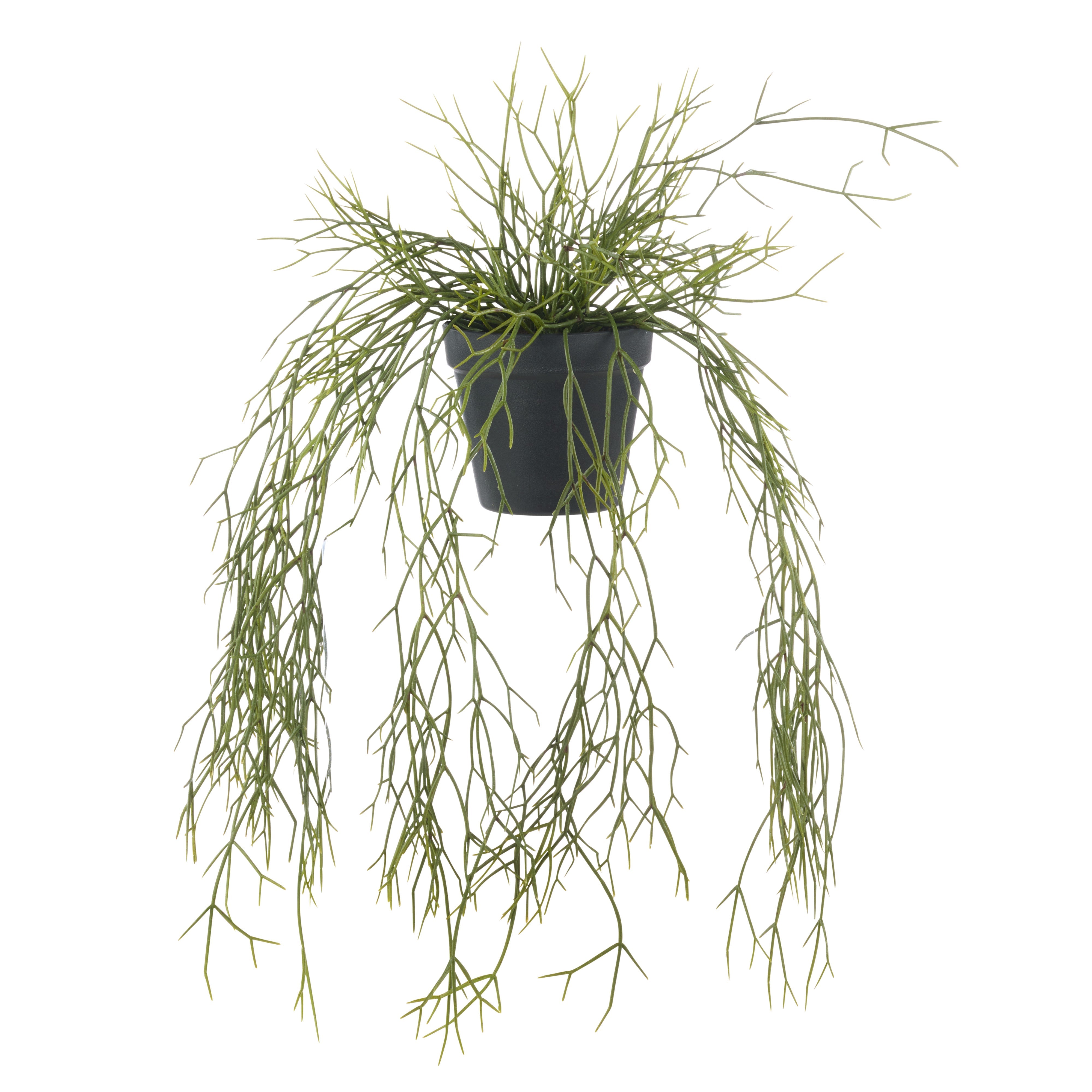 Rogue Mistletoe Cactus Hanging - Garden Pot Green