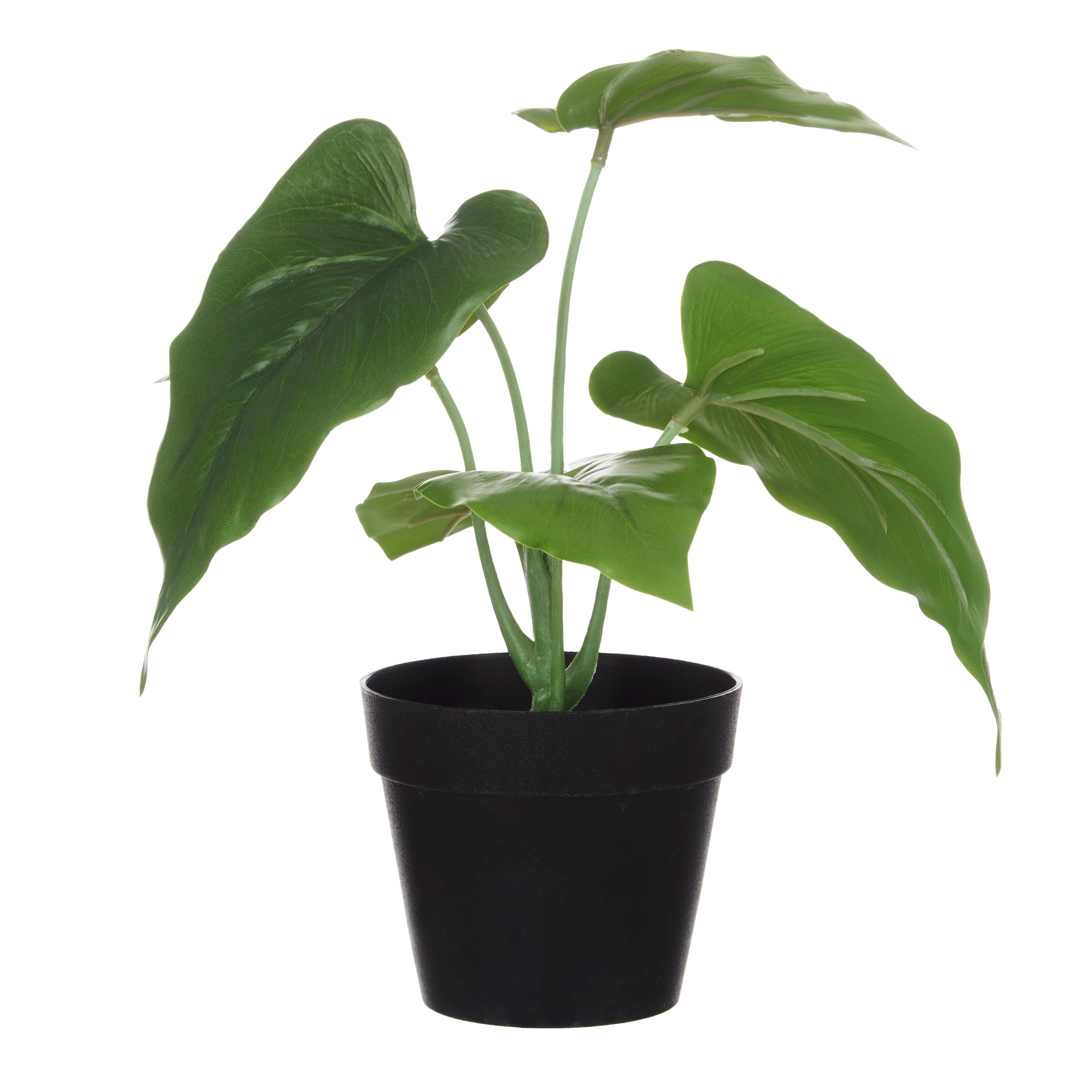 Rogue Anthurium Plant - Garden Pot