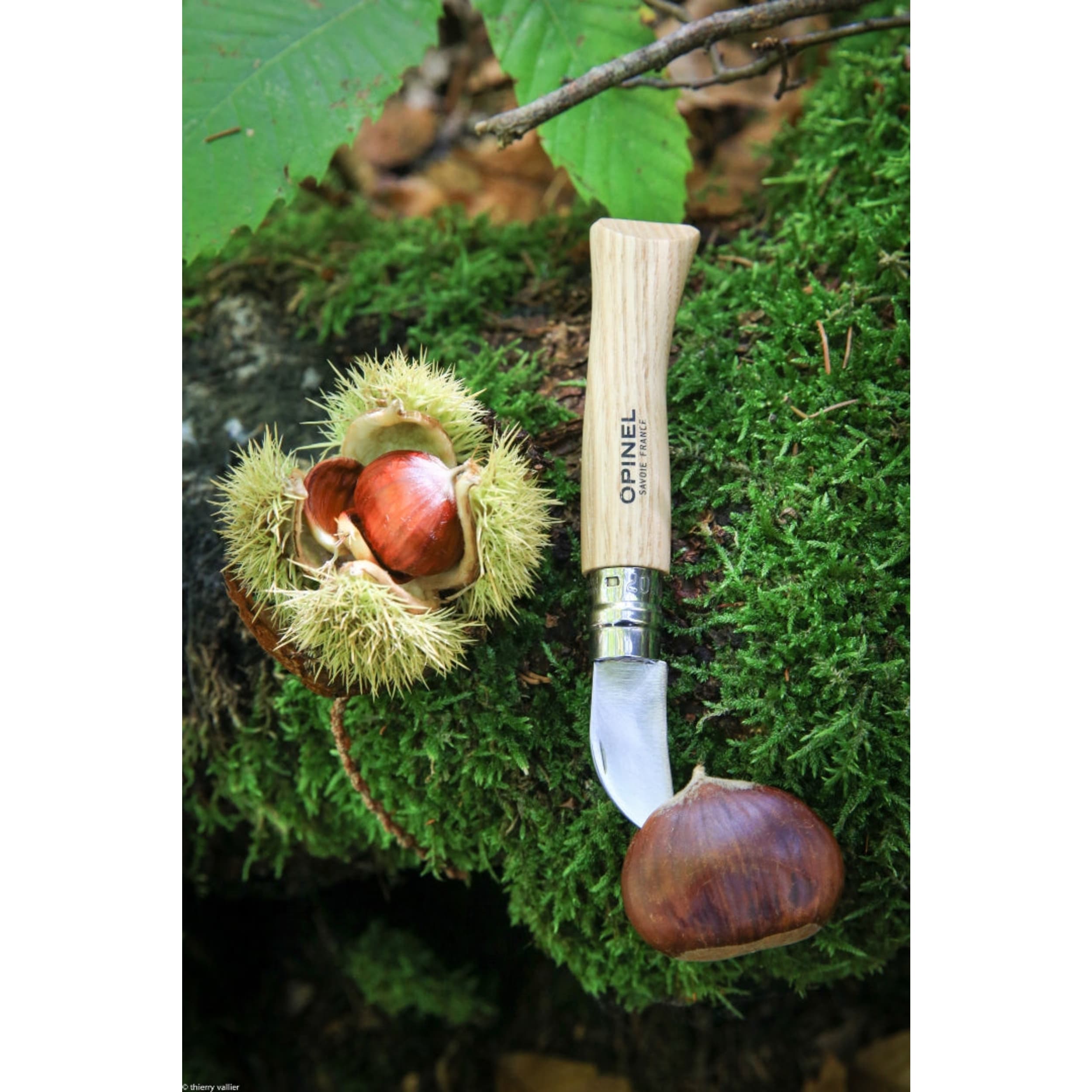 Opinel No.07 Chestnut Garlic & Pit Folding Knife Beech