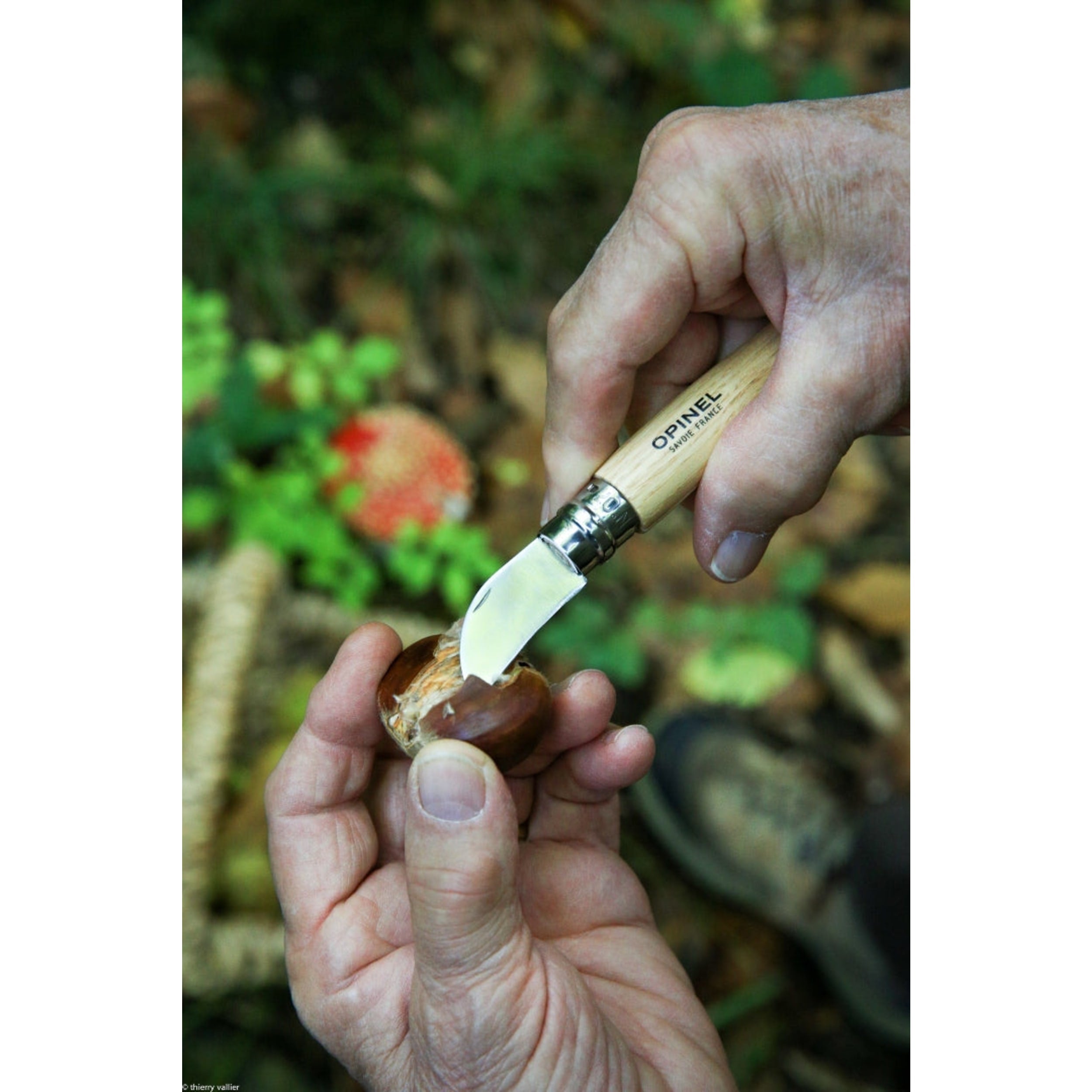 Opinel No.07 Chestnut Garlic & Pit Folding Knife Beech