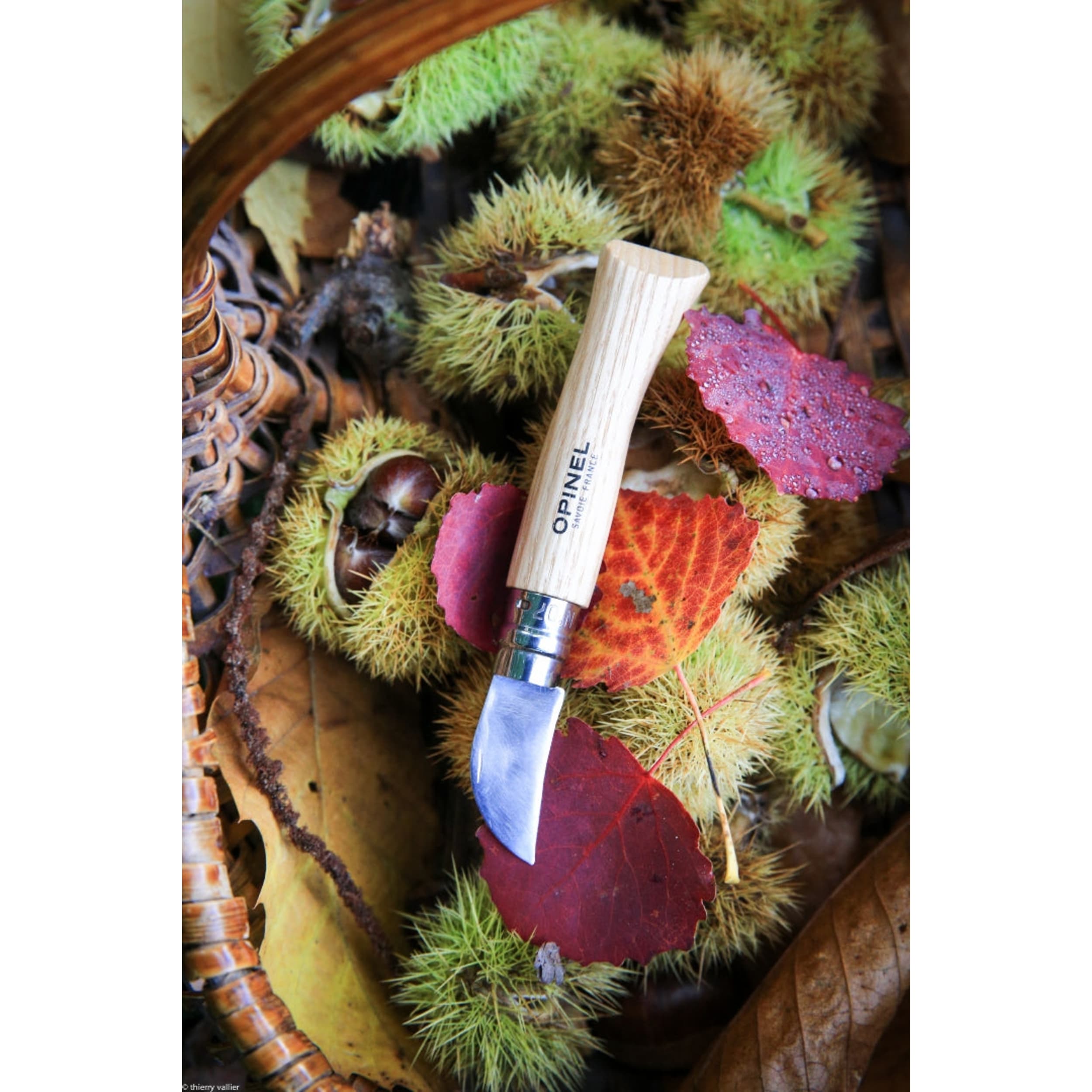 Opinel No.07 Chestnut Garlic & Pit Folding Knife Beech