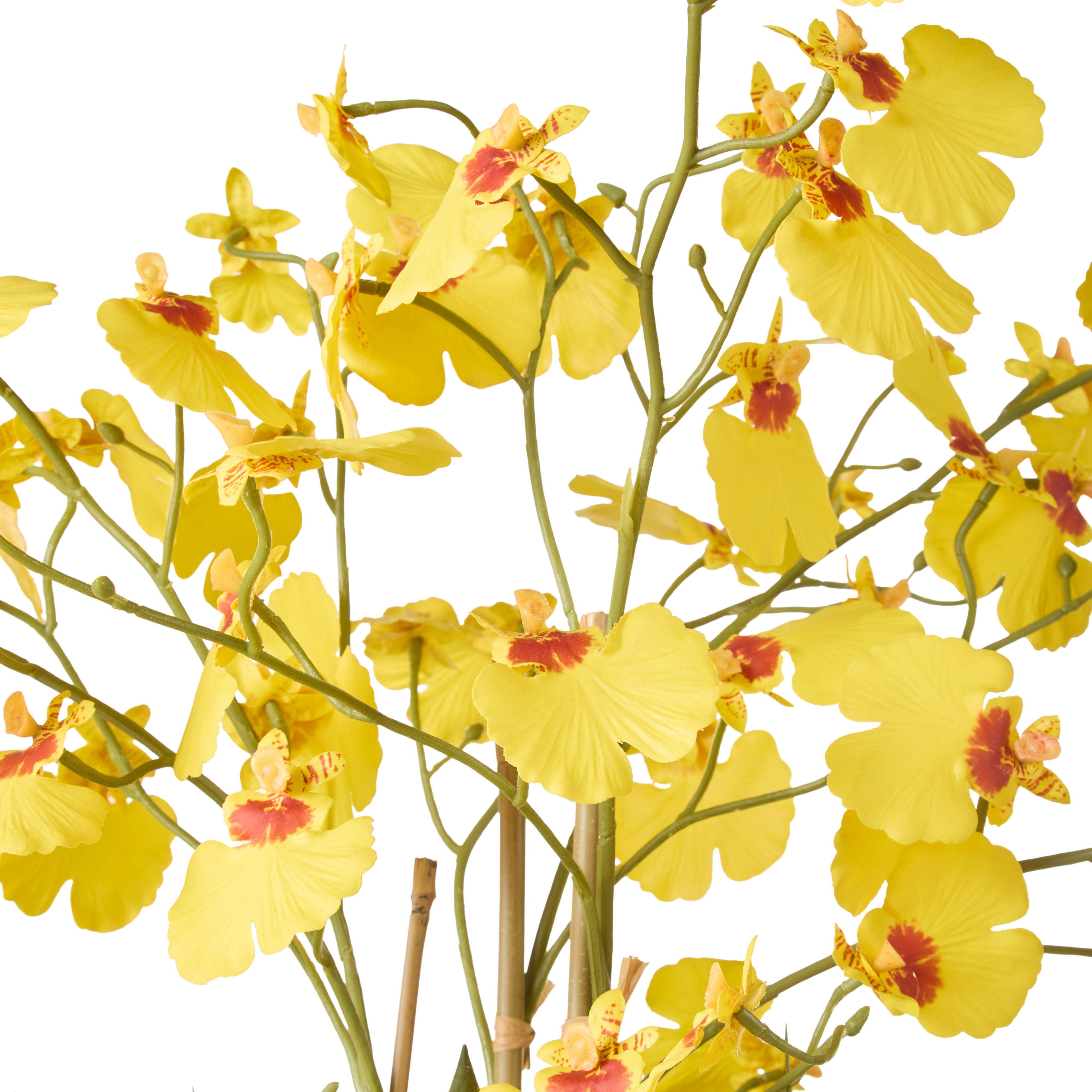 Rogue Dancing Orchid Pot 66cm