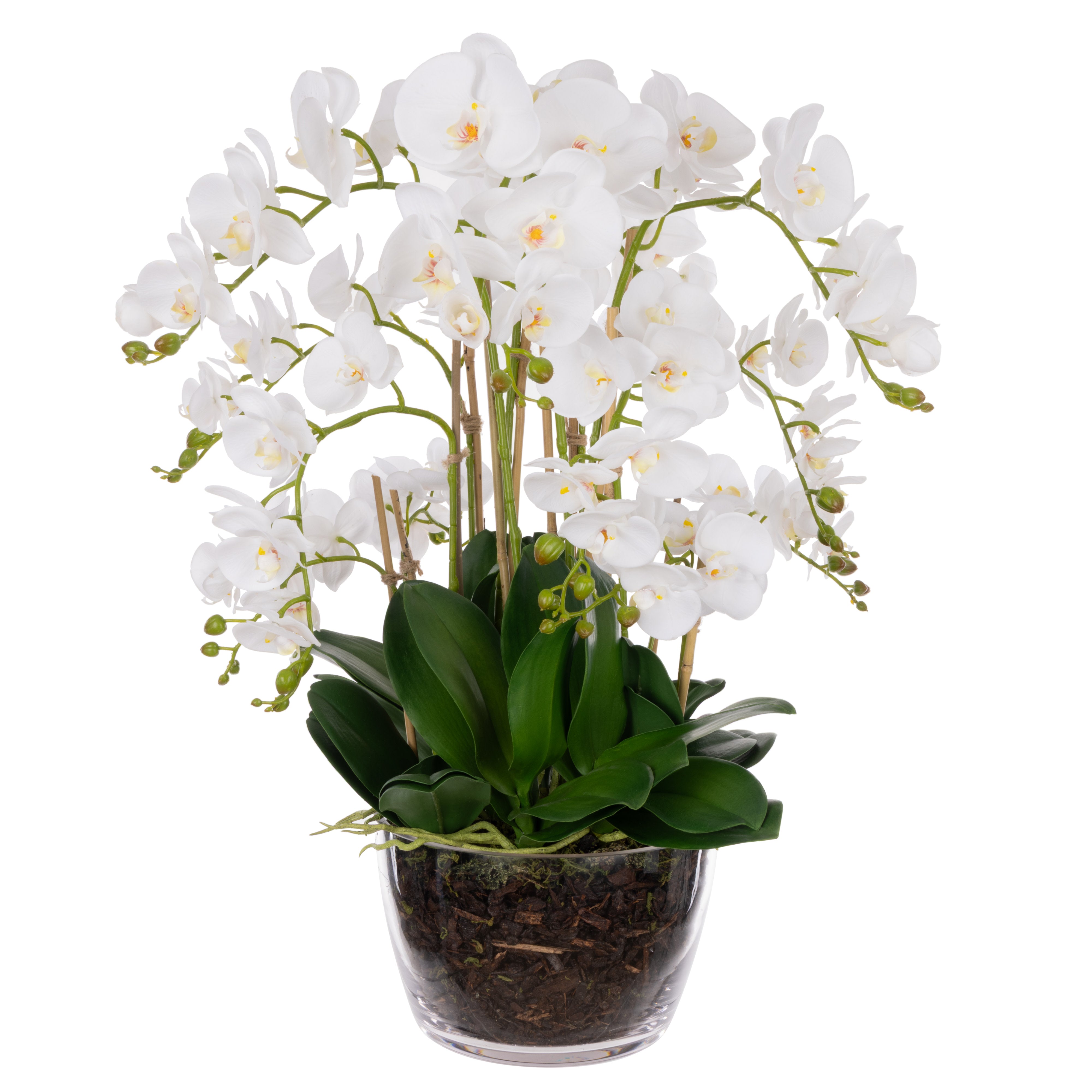 Rogue Phalaenopsis - Classic Bowl White & Green