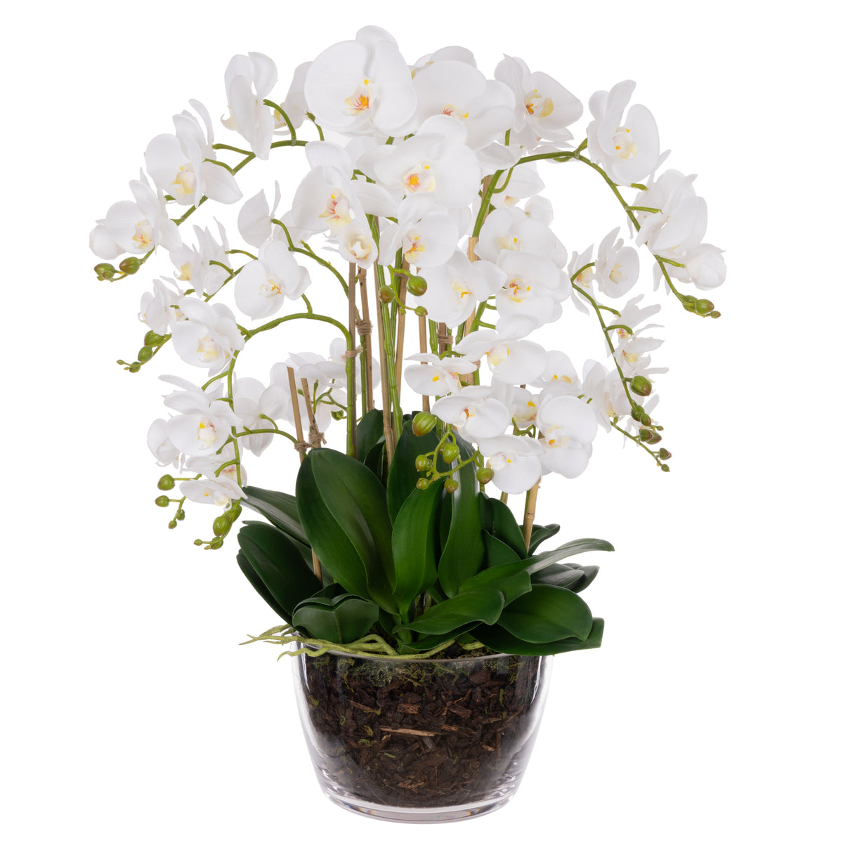 Rogue Phalaenopsis - Classic Bowl White & Green