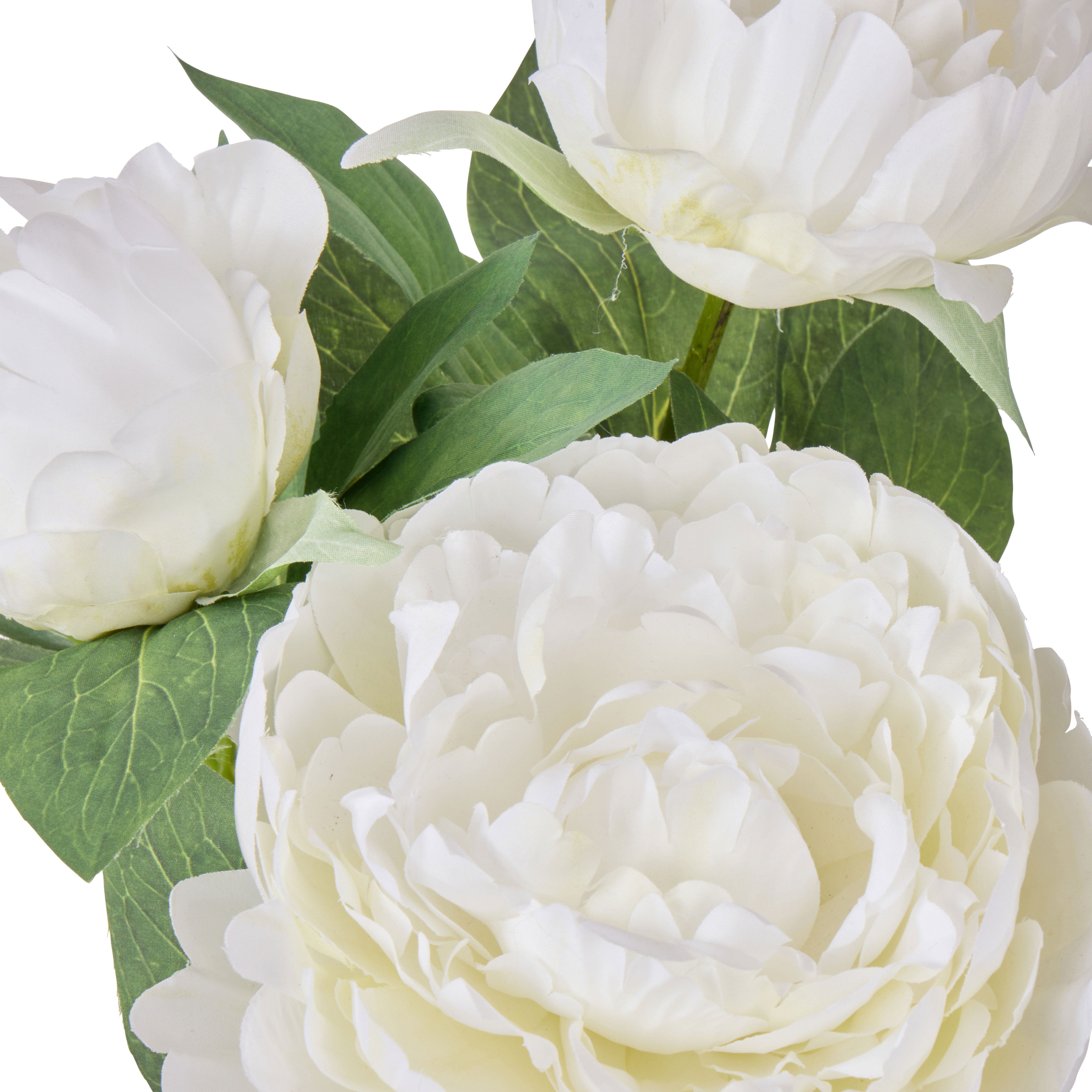 Rogue Peony Plant - Tub Pot