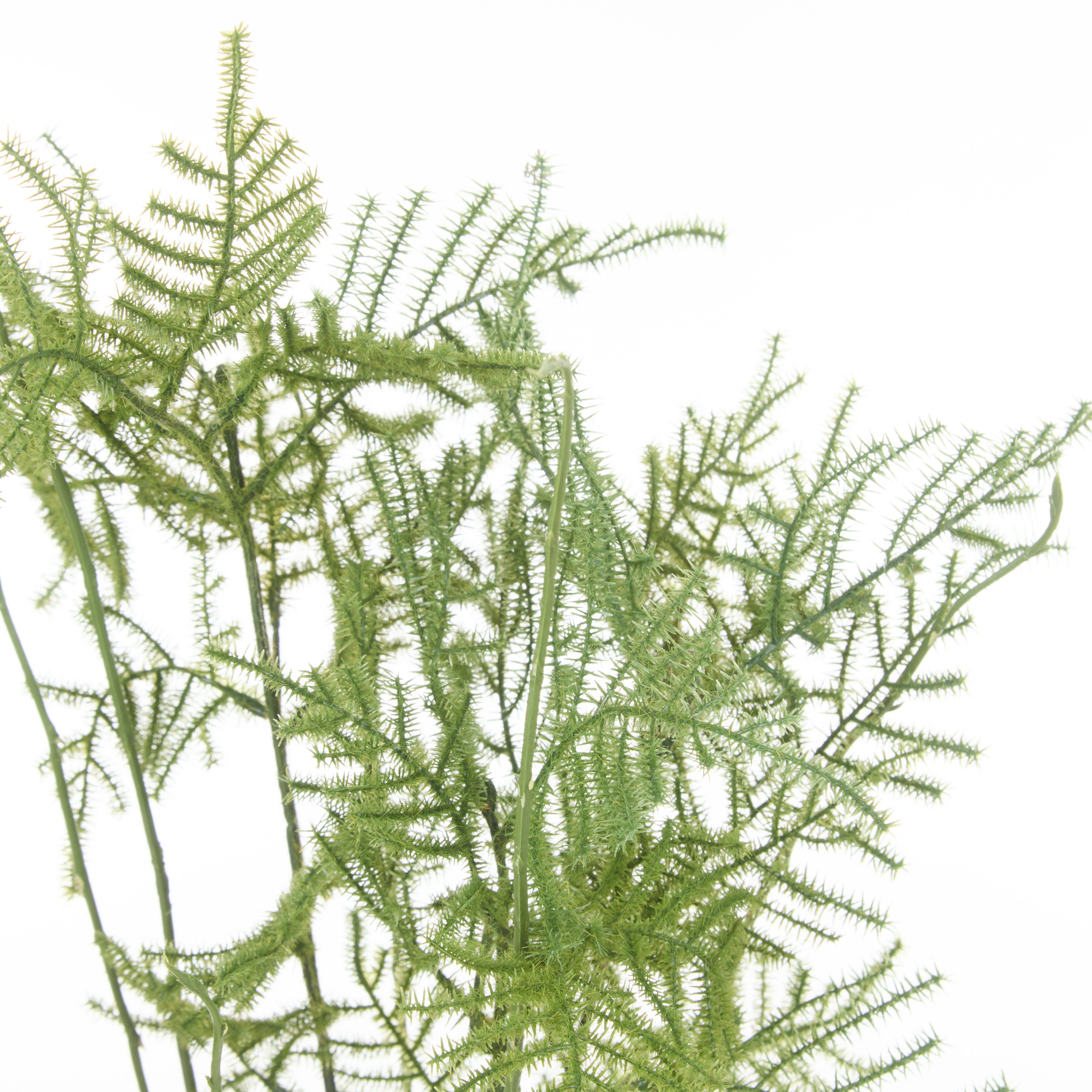 Rogue Asparagus Fern Pot